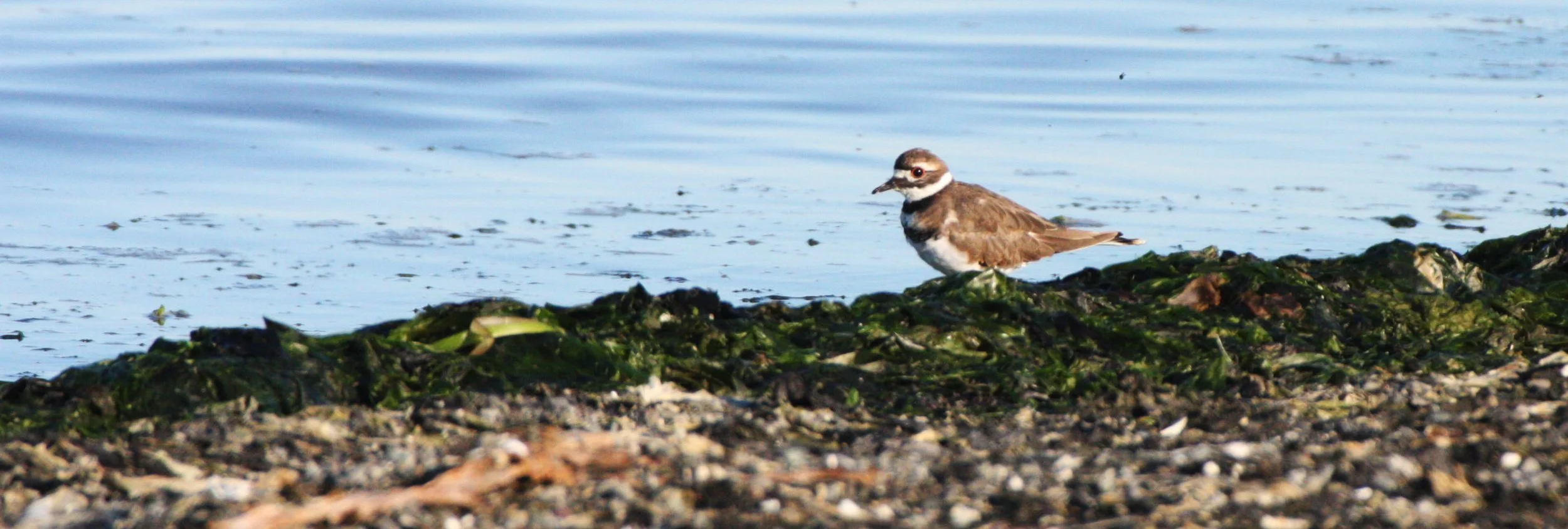 BIRD - KILLDEER - SEQUIM BAY WA (3).JPG