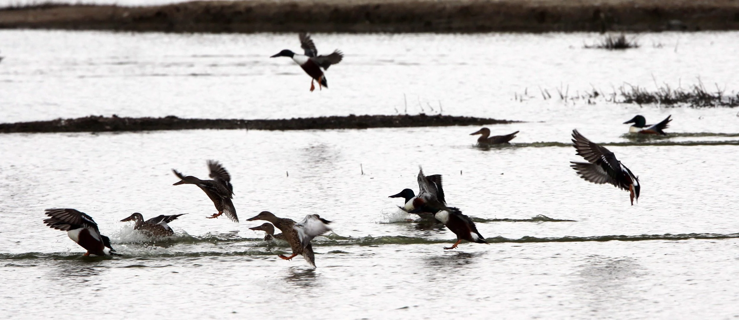 SHOVELER - NORTHERN SHOVELER - Spatula clypeata - MAI PO WETLANDS HONG KONG (9).JPG