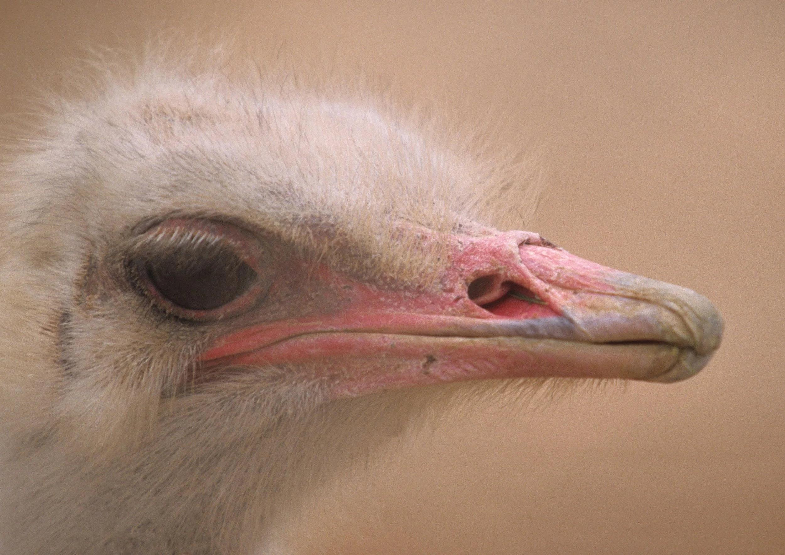 Struthio camelus camelus - NORTH AFRICAN (supposed to be SOMALI) OSTRICH - SHAUMARI RESERVE JORDAN (6).jpg