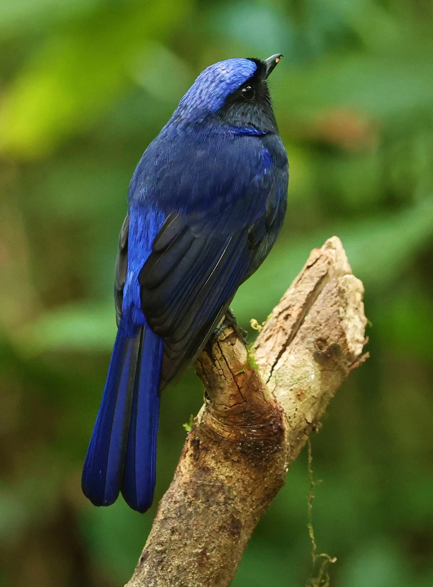 NILTAVA - LARGE NILTAVA - Niltava grandis - DOI DOI PHA HOM POK NP DOI LANG EAST FEB 2022 (3).jpg