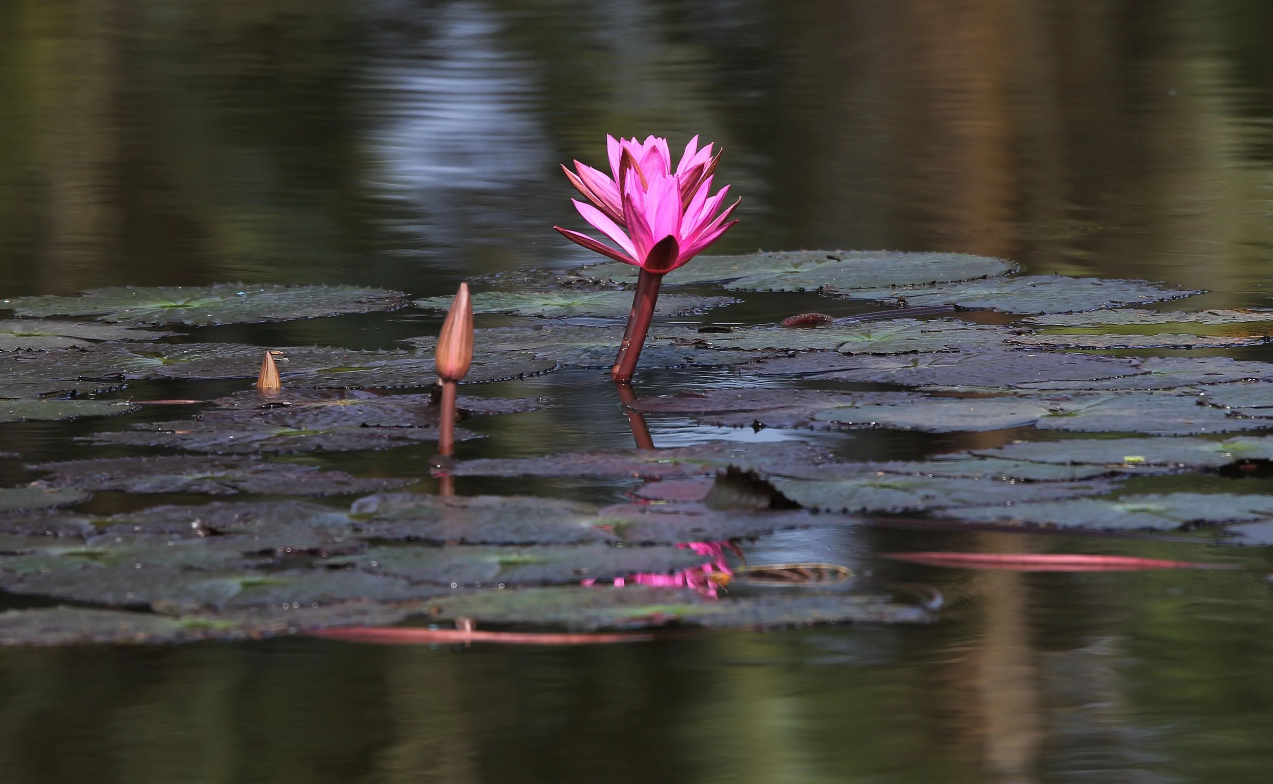2015 Koh Lanta October Break Trip  (342).JPG