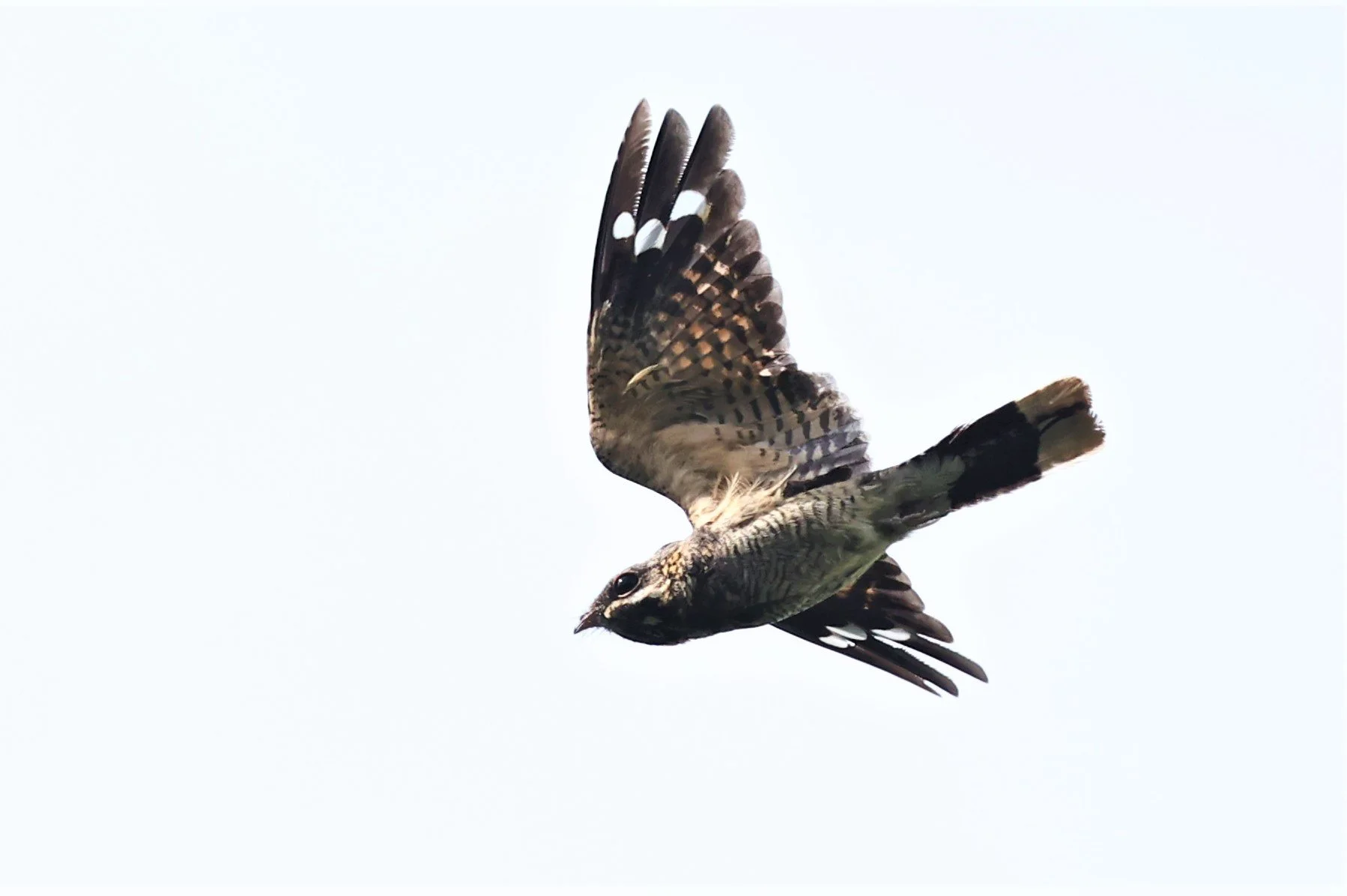 NIGHTJAR - INDIAN NIGHTJAR - Caprimulgus asiaticus - BANG KHAEM WETLANDS NAKHON PATHOM JUNE 2022 (10).jpg