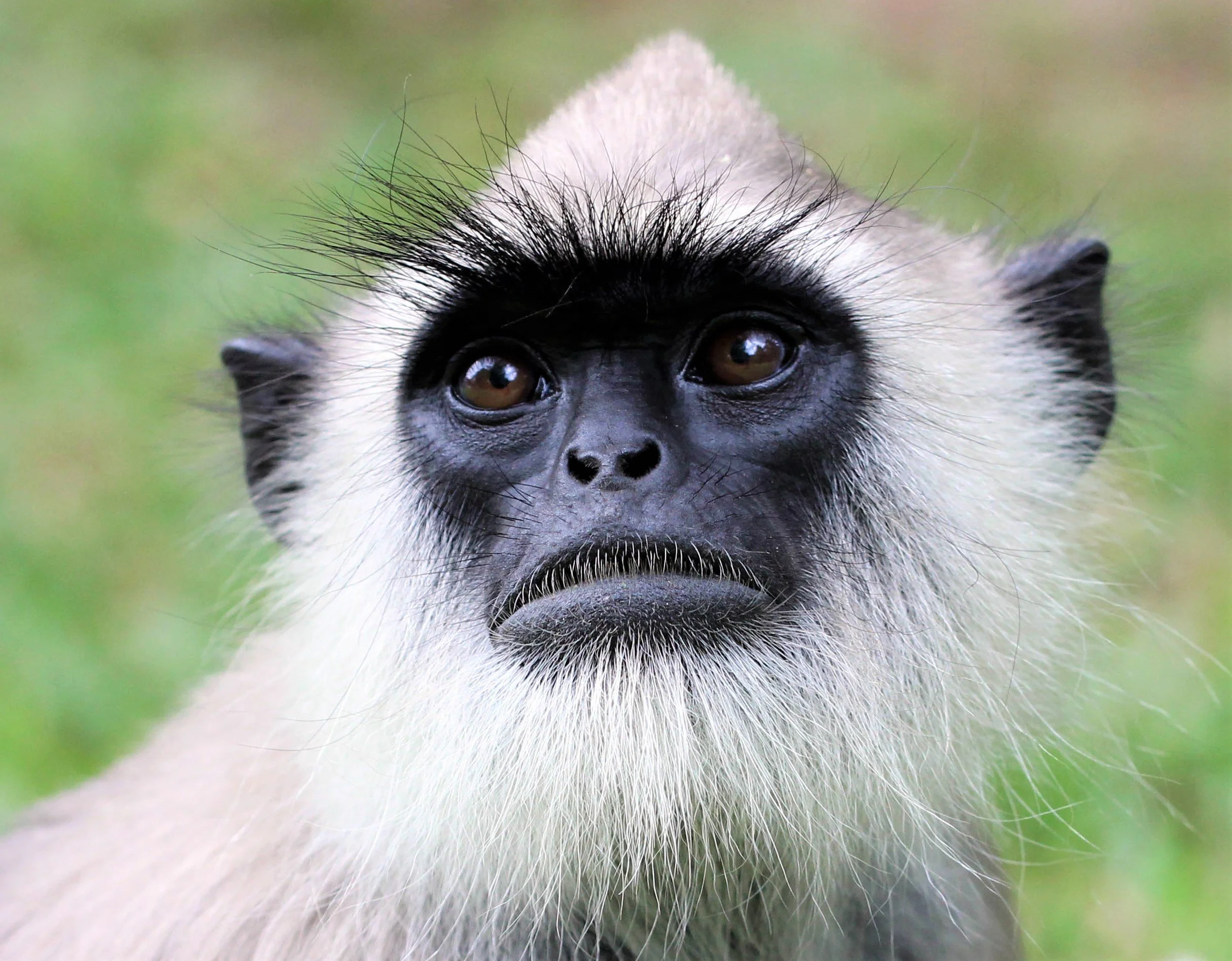 CERCOPITHECIDAE - Semnopithecus priam thersites - SRI LANKAN GRAY (TUFTED) LANGUR - SRIGIRIYA FOREST AND FORTRESS AREA SRI LANKA aa5.jpg