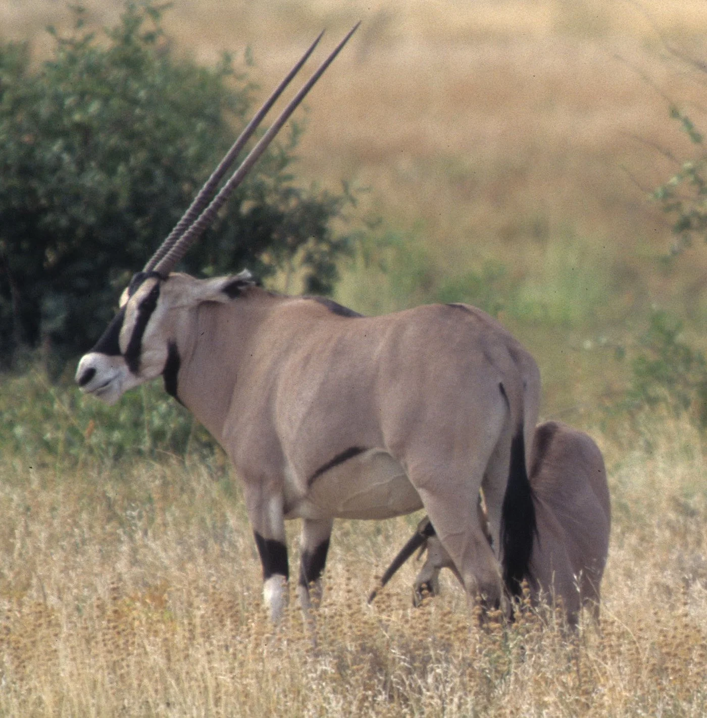 BOVID - ORYX - BEISA - SHABA (16).jpg