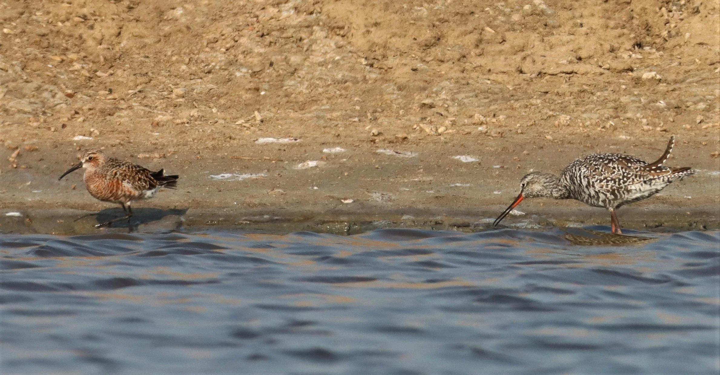 REDSHANK - SPOTTED REDSHANK - Tringa erythropus - WITH CURLEW SANDPIPER - BANG PAKONG SALT PANS CHACHOENGSAO WEST OF RIVER  (4).jpg