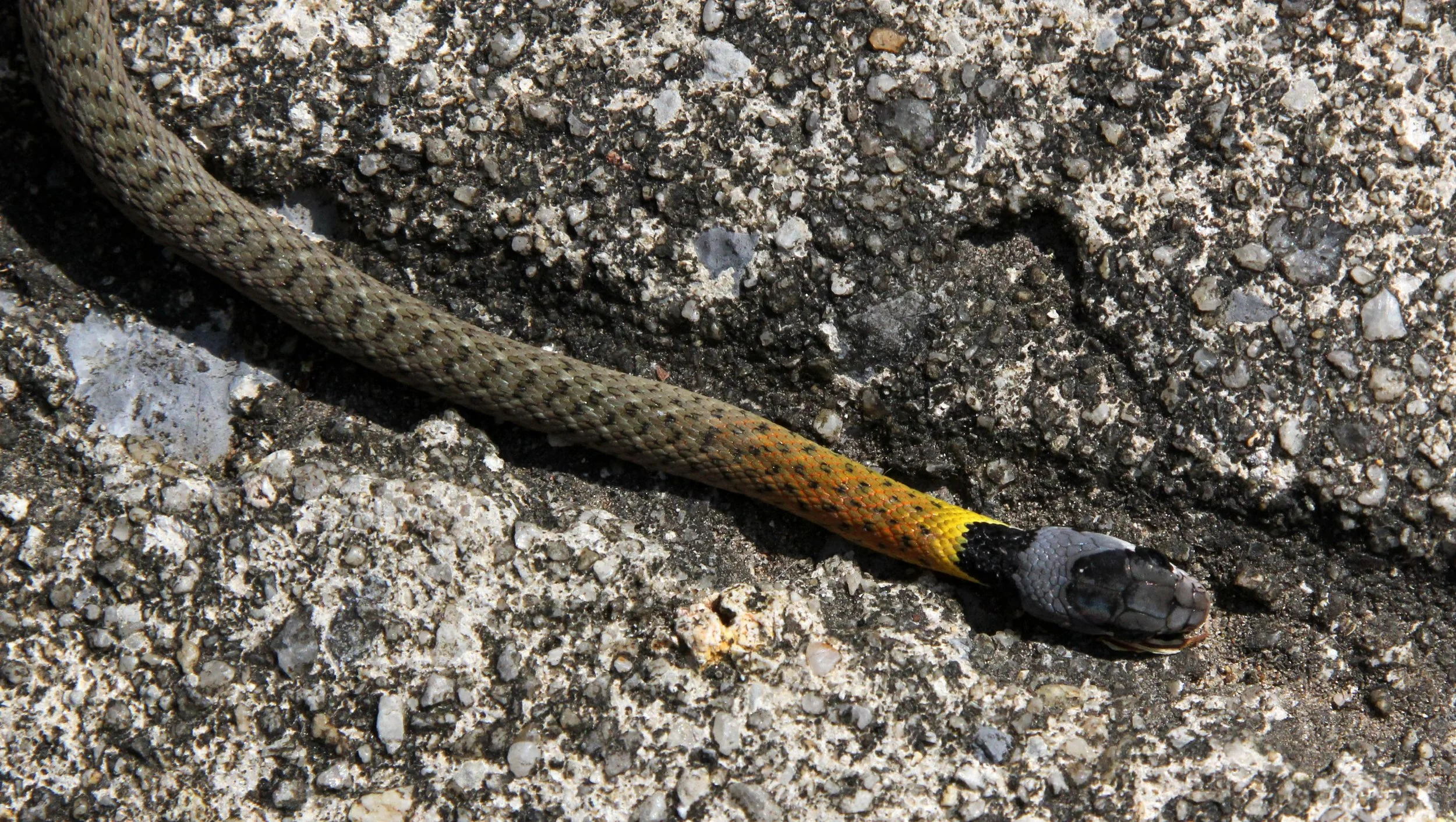 Rhabdophis subminiatus - RED-NECKED KEELBACK - SIMILAN ISLANDS THAILAND (3).JPG