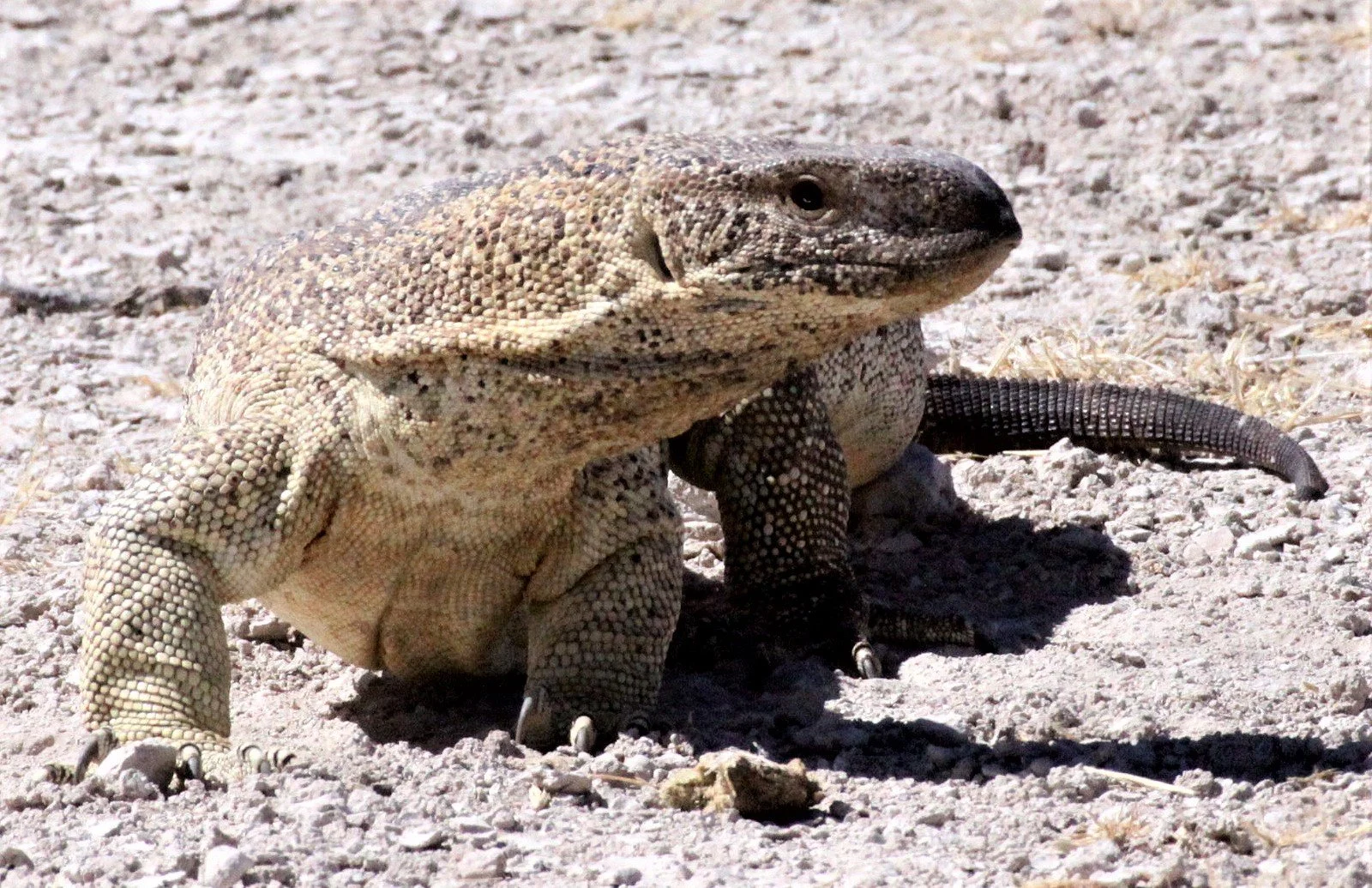 Family Varanidae - Monitor Lizards — Coke Smith Wildlife