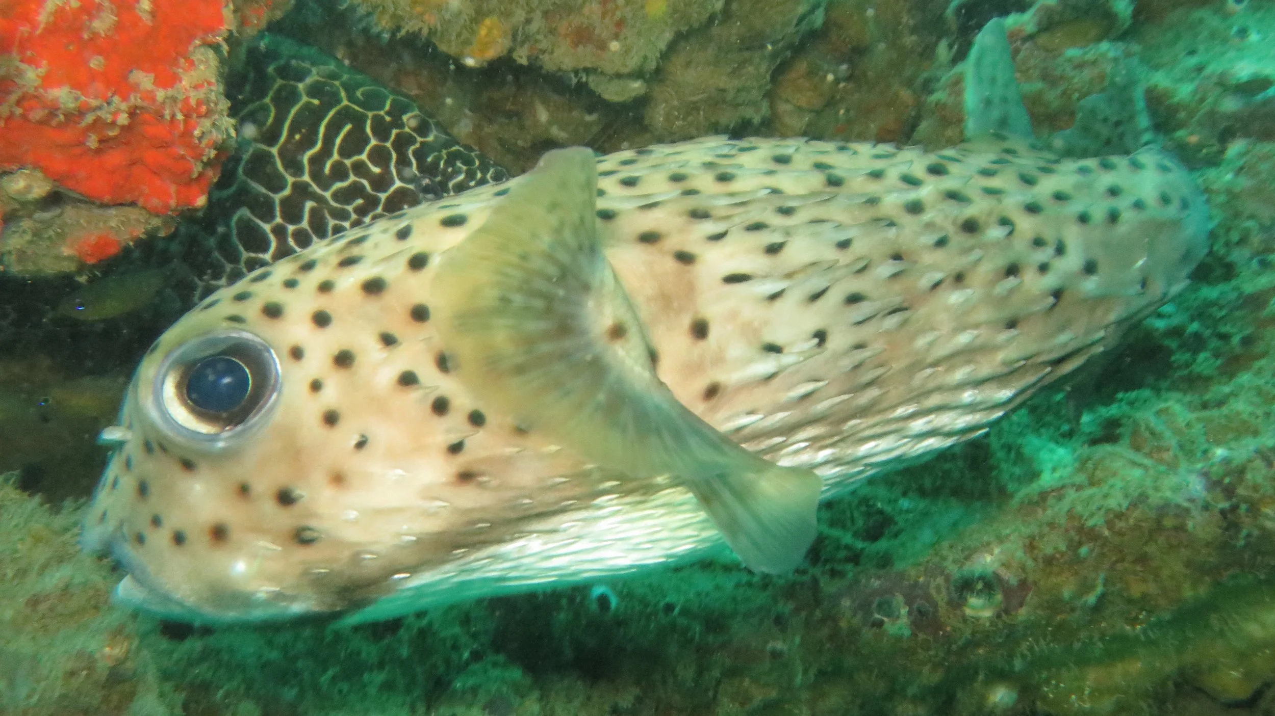 Diodontidae - Spot-fin Porcupinefish (Diodon hystrix) - Similan Islands Thailand (5).JPG