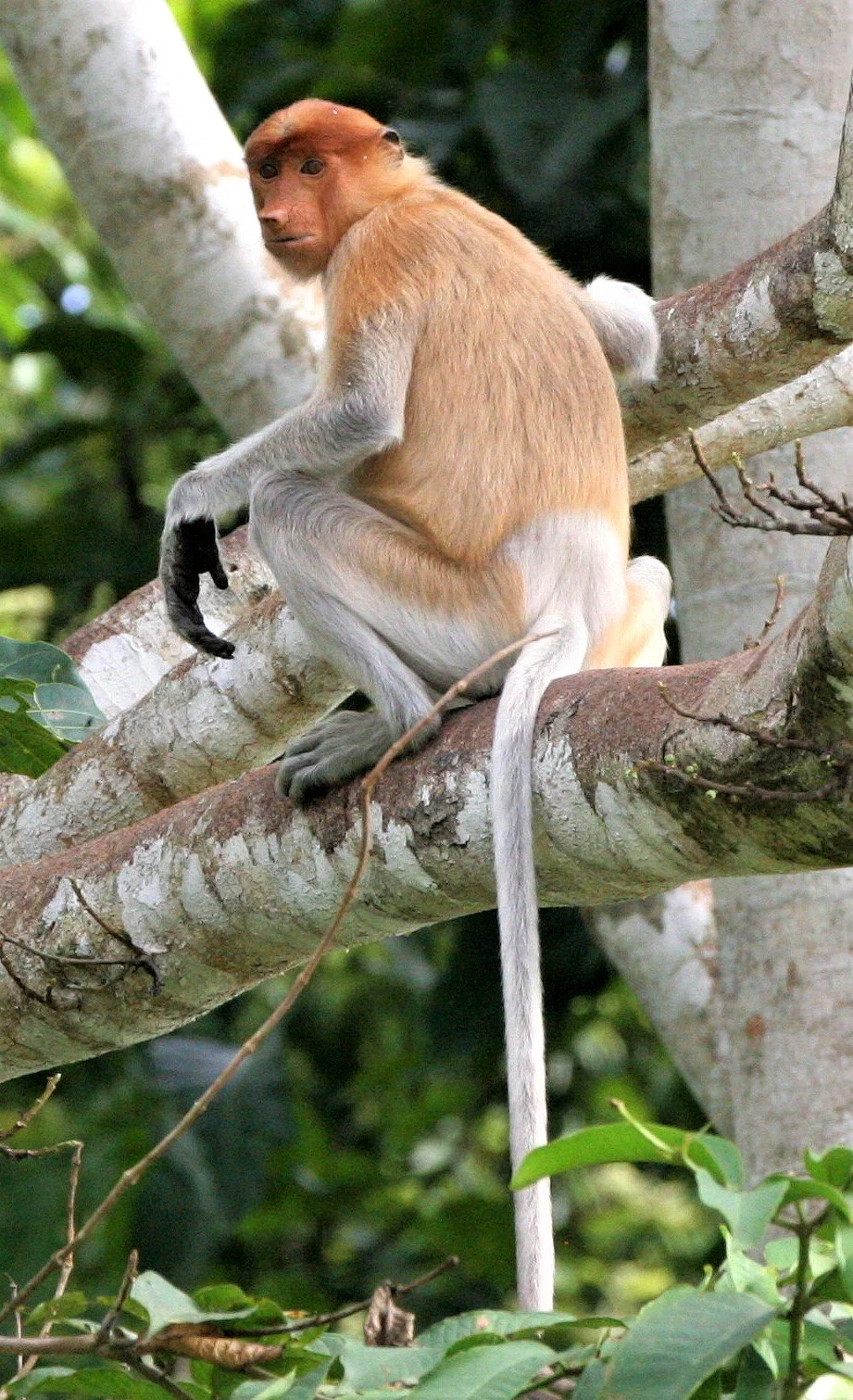 CERCOPITHECIDAE - Nasalis larvatus - PROBOSCIS MONKEY - KINABATANGAN RIVER BORNEO  aa1.jpg