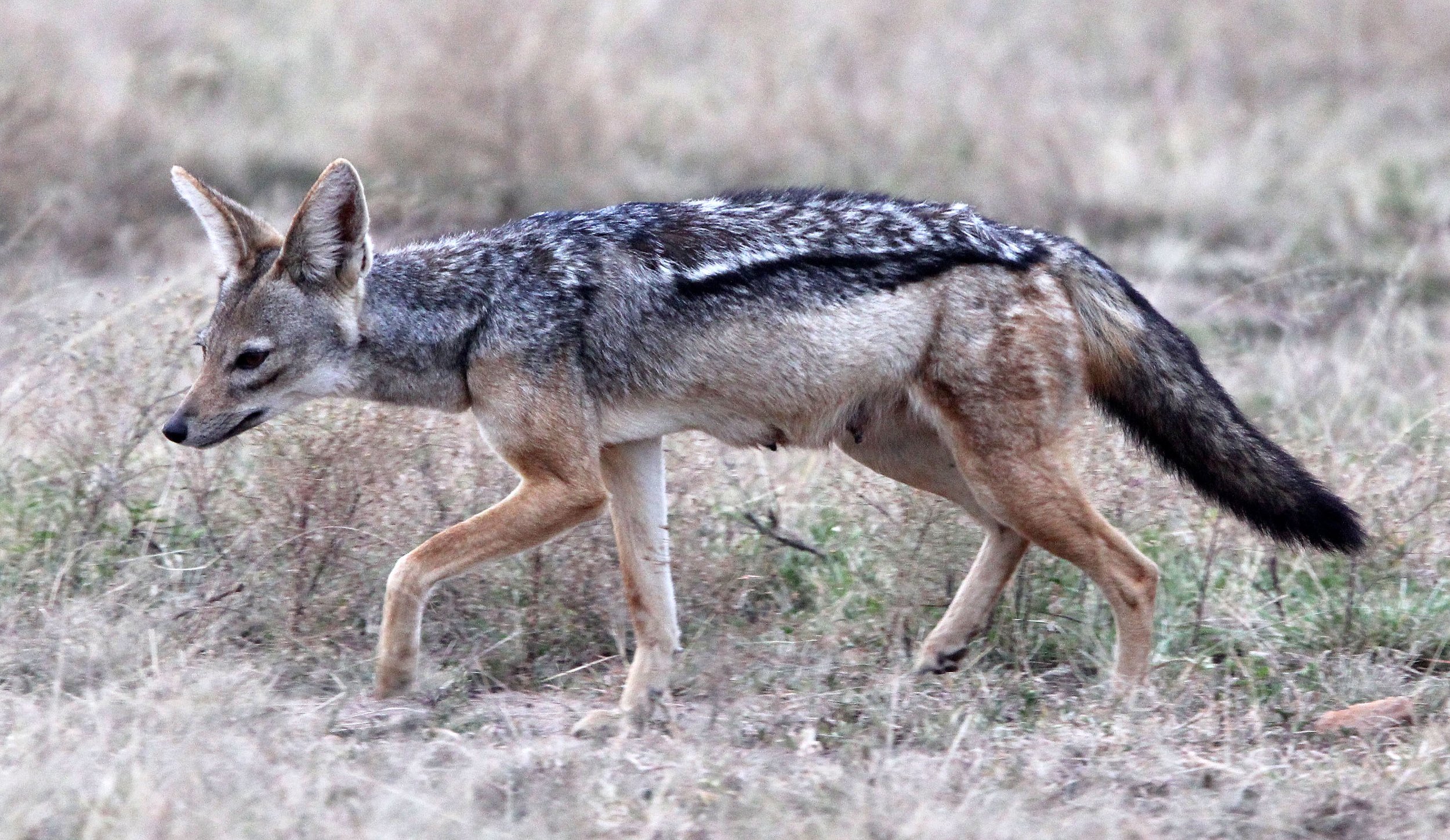 JACKAL - Lupulella mesomelas schmidti - EAST AFRICAN BLACK-BACKED JACKAL - MASAI MARA NATIONAL PARK KENYA (29).JPG