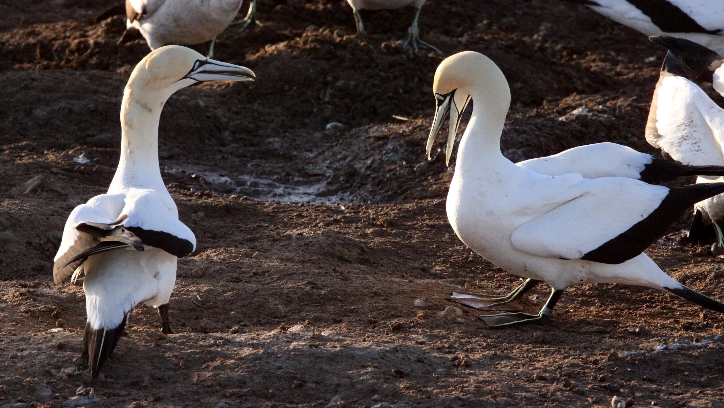 Cape gannet (Morus capensis) Lambert's Bay South Africa (110).JPG