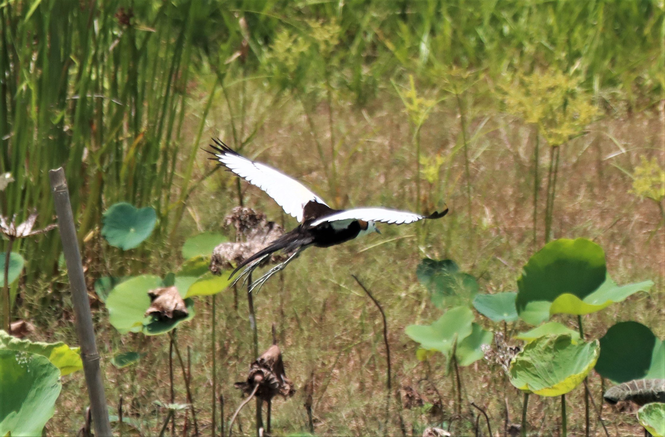 JACANA - PHEASANT-TAILED JACANA - Hydrophasianus chirurgus - BUENG BORAPHET NAKHON SAWAN AUGUST 2021 (104).jpg