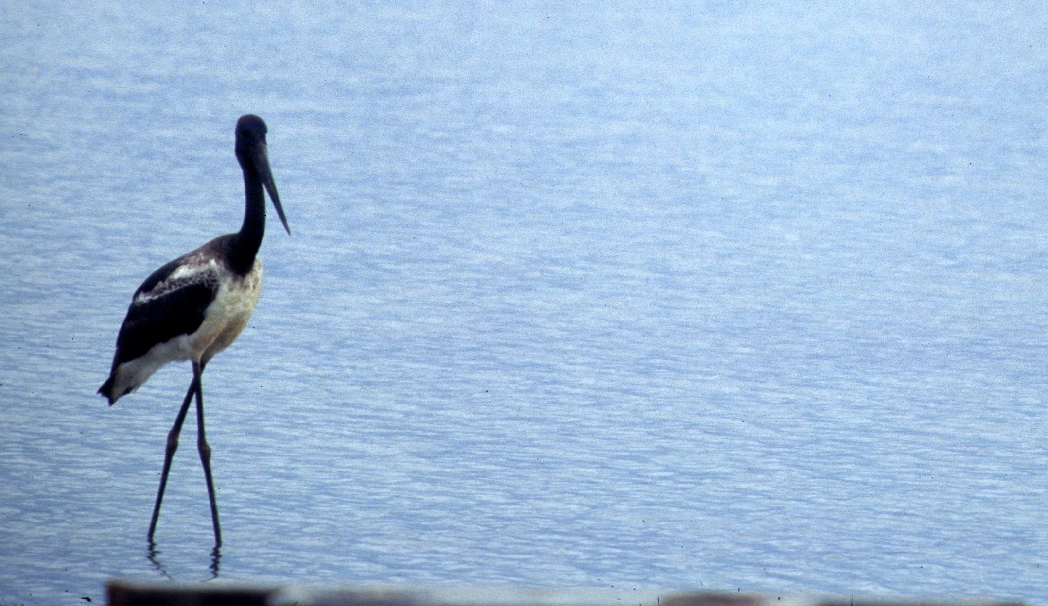 BIRD - STORK - JABIRU - KAKADU NP D.jpg