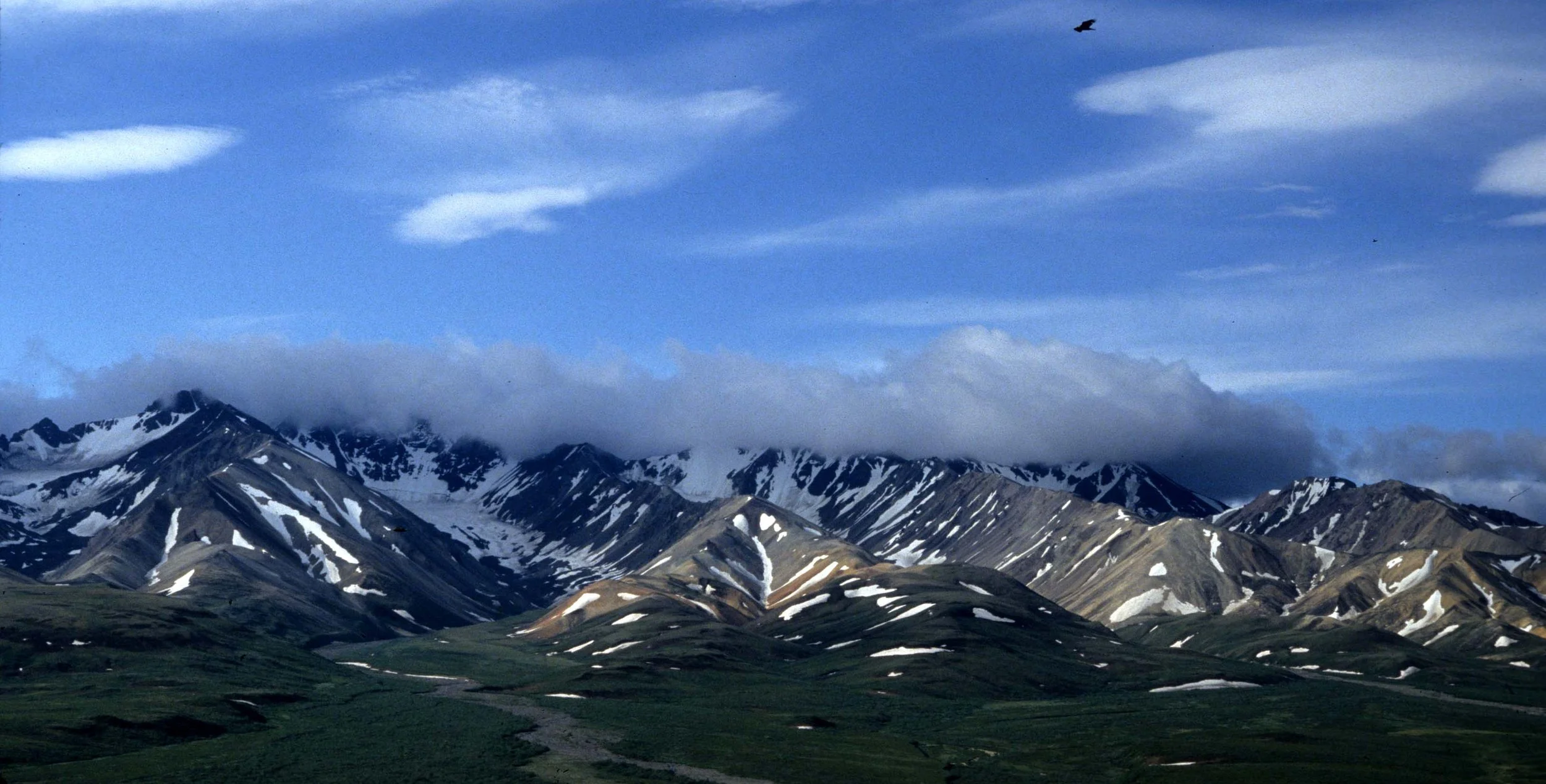 ALASKA - DENALI NATIONAL PK VIEW (2).jpg