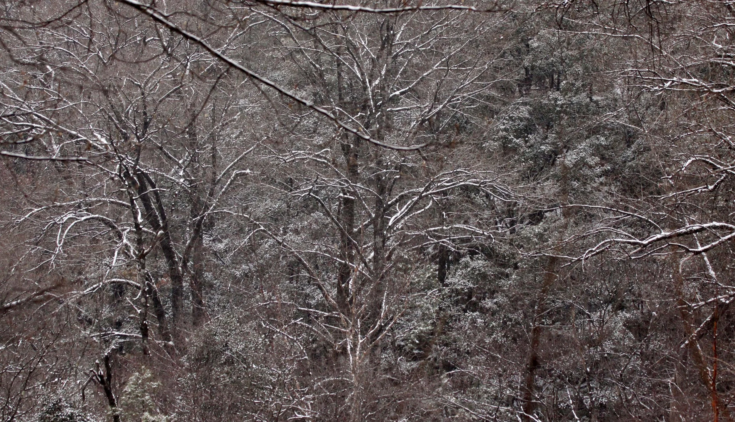 FOPING NATURE RESERVE SHAANXI PROVINCE CHINA (4).JPG