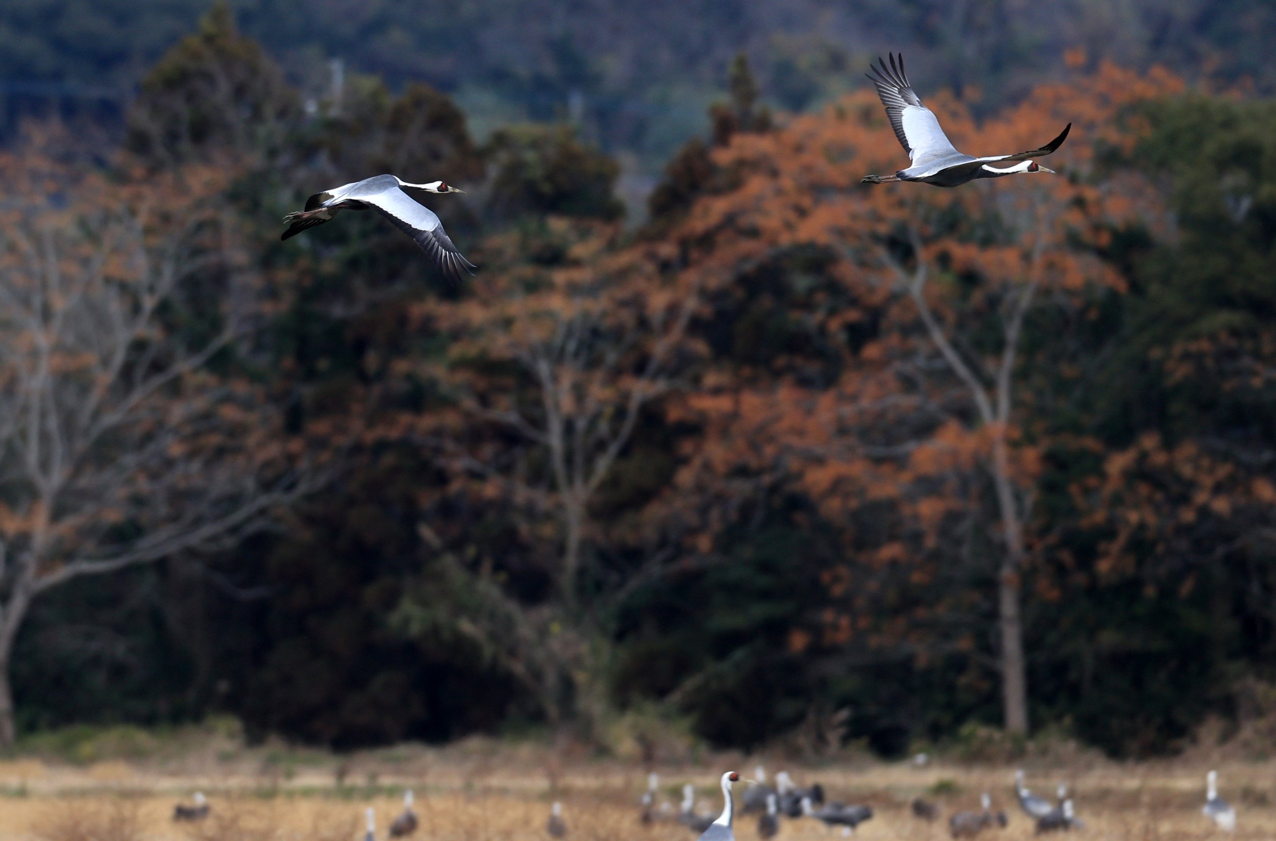 White-naped Crane (Antigone vipio) Izumi Crane Park & Center, Izumi Kagoshima Kyushu Japan (514).jpg