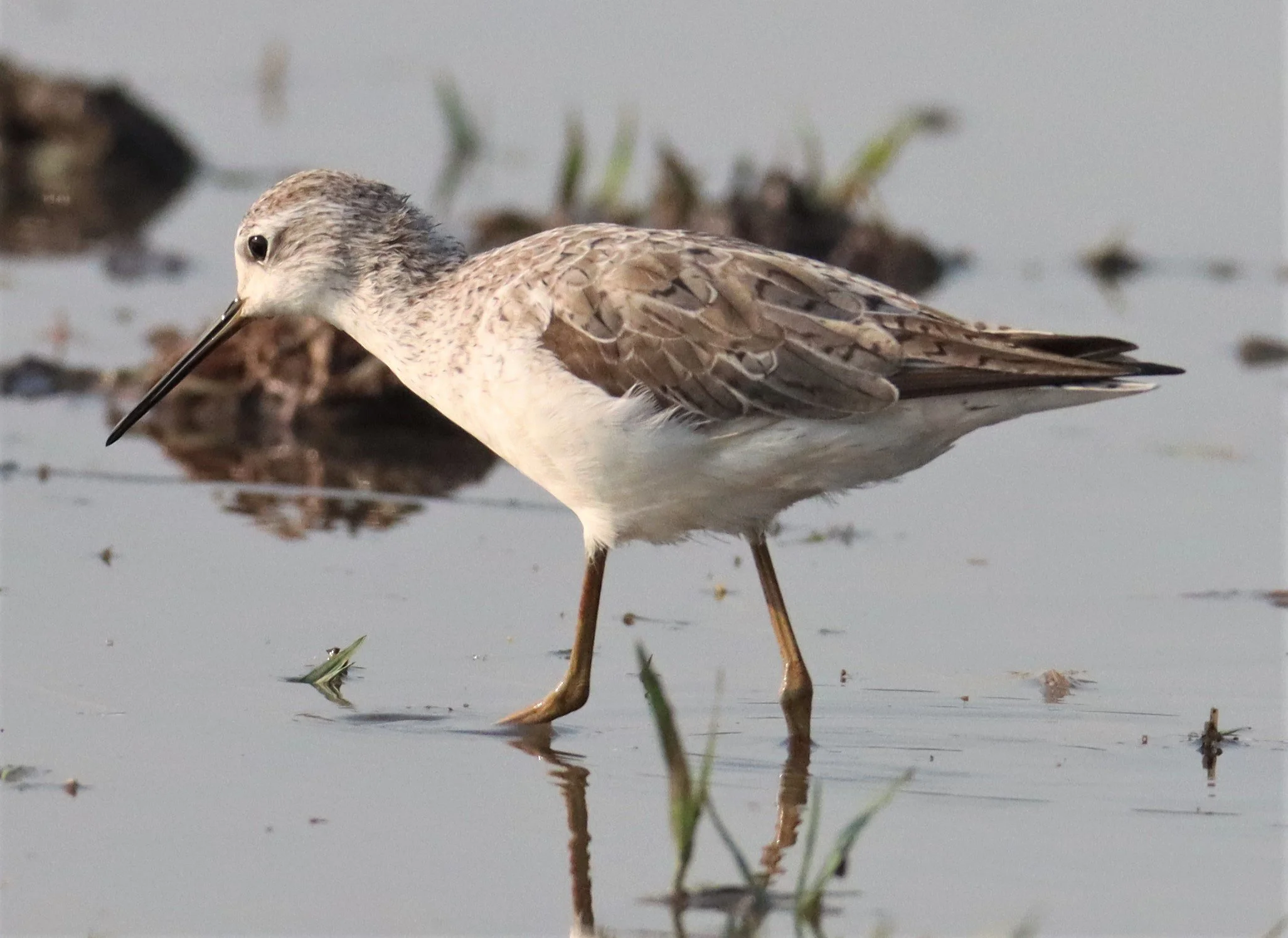 SANDPIPER - MARSH SANDPIPER - Tringa stagnatilis - PATHUM THANI RICE RESEARCH CT (18).jpg