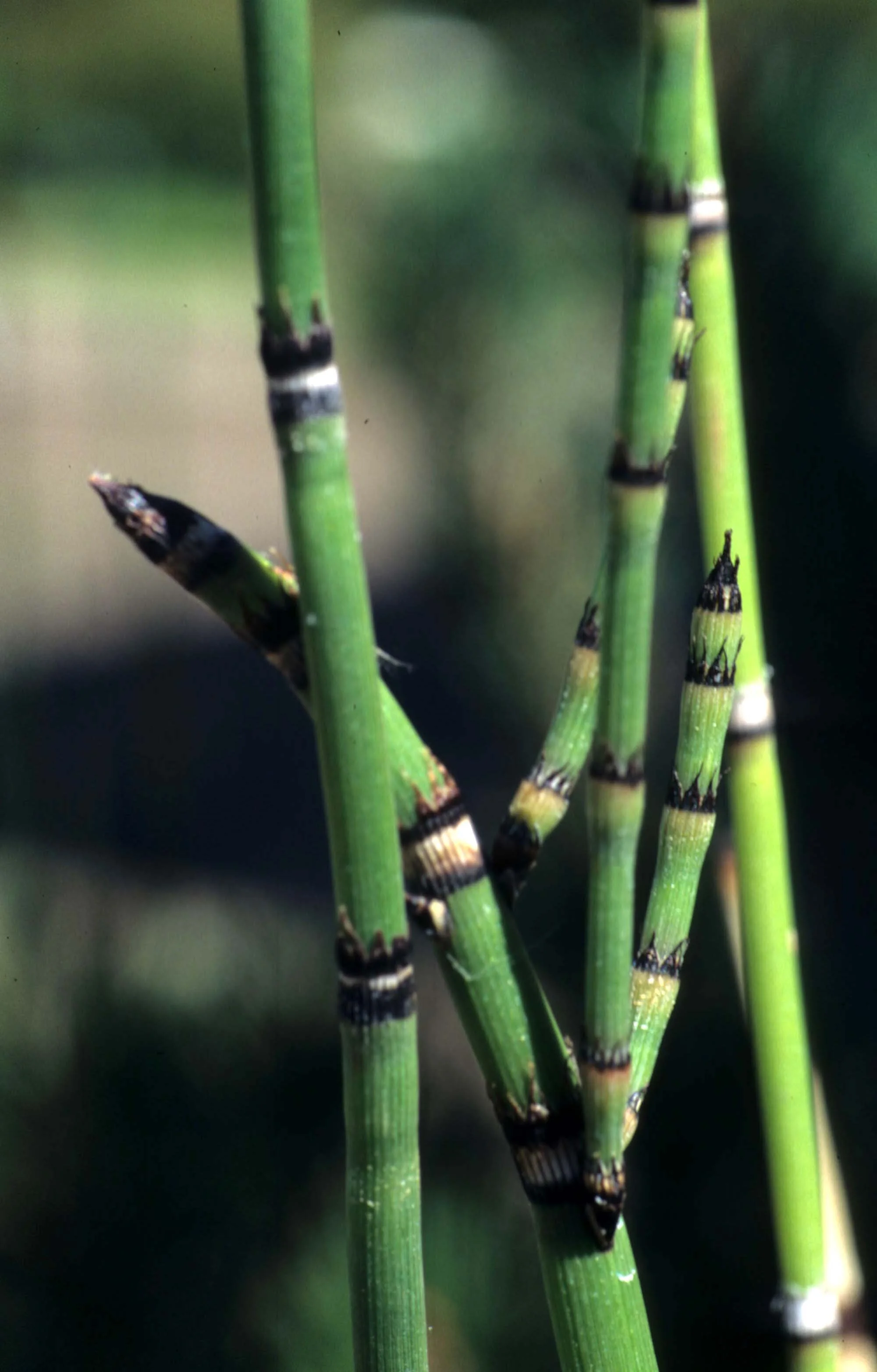 CALIFORNIA - SACRAMENTO - EQUISITEM SPECIES- ELK GROVE.jpg