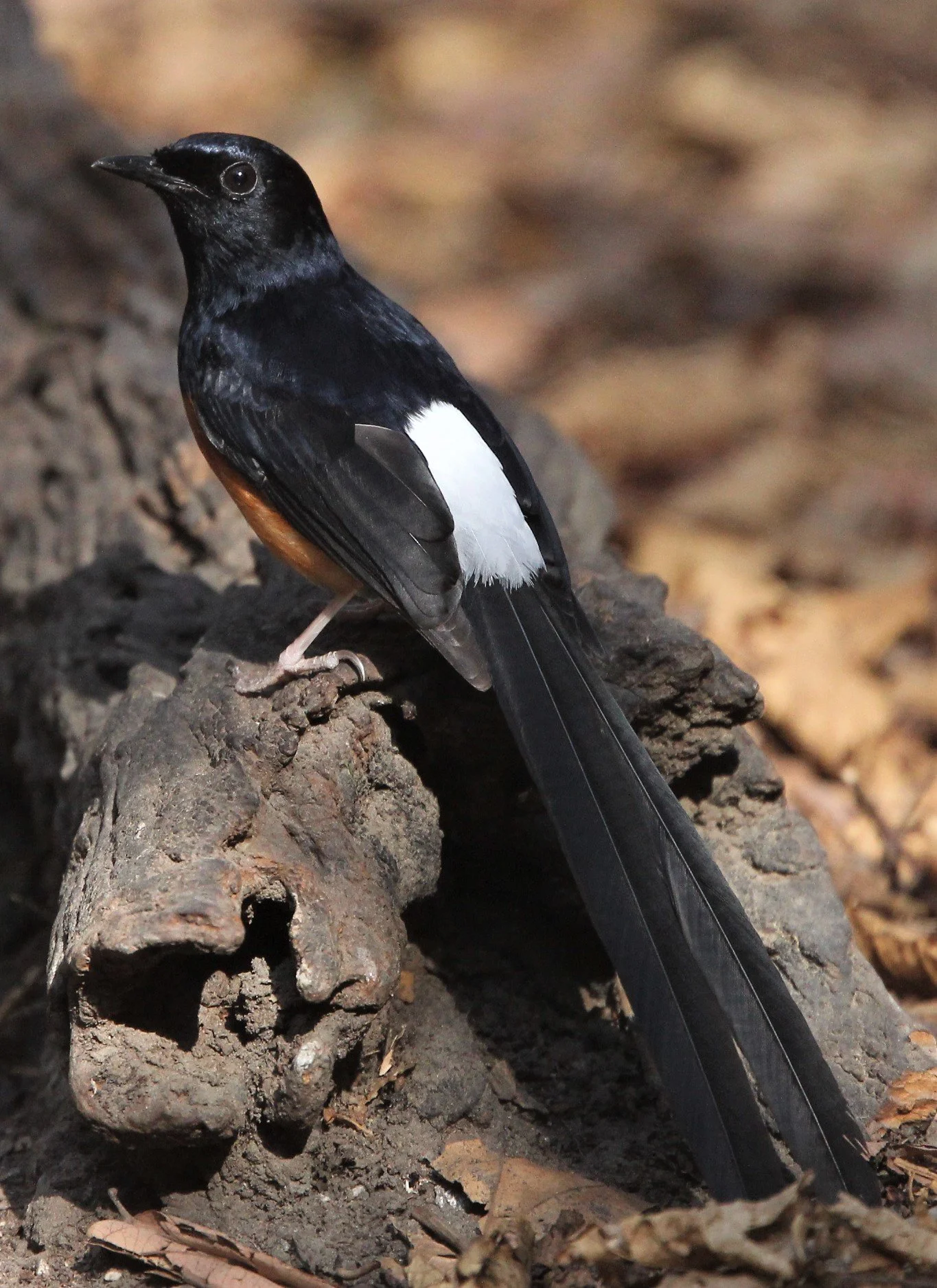 BIRD - WHITE-RUMPED SHAMA - KAENG KRACHAN A.jpg