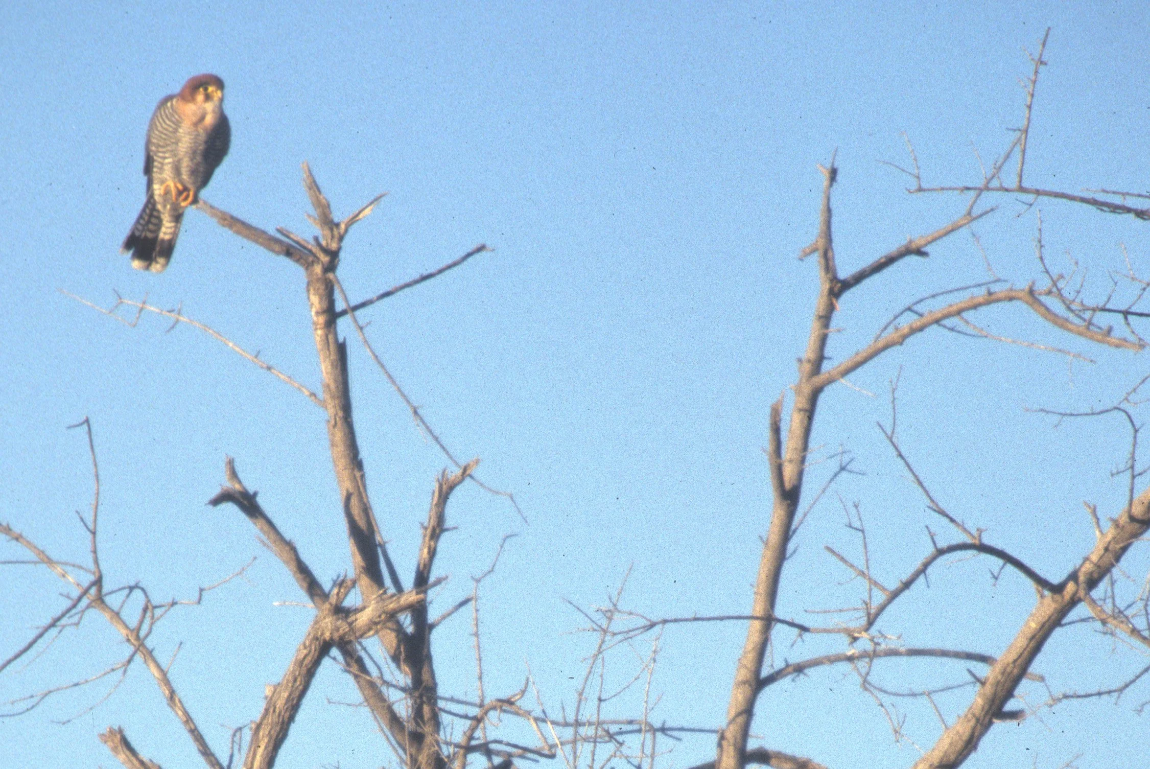 Falco chicquera - RED-NECKED FALCON - MAGHADIGHADI PANS NEAR JACKS CAMP BOTSWANA (1).jpg