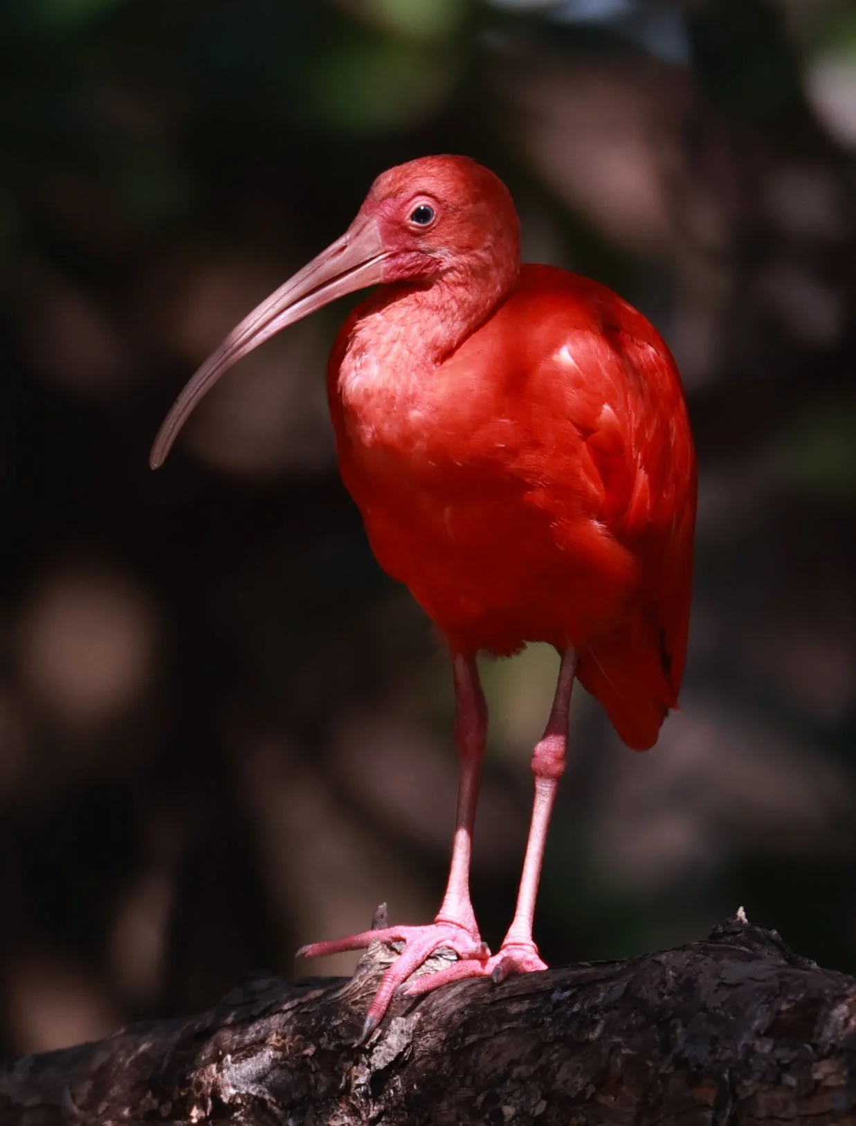Ibis - Scarlet Ibis - Eudocimus ruber - 29 Songkaow Cafe, Chachoengsao Thailand (328).jpg