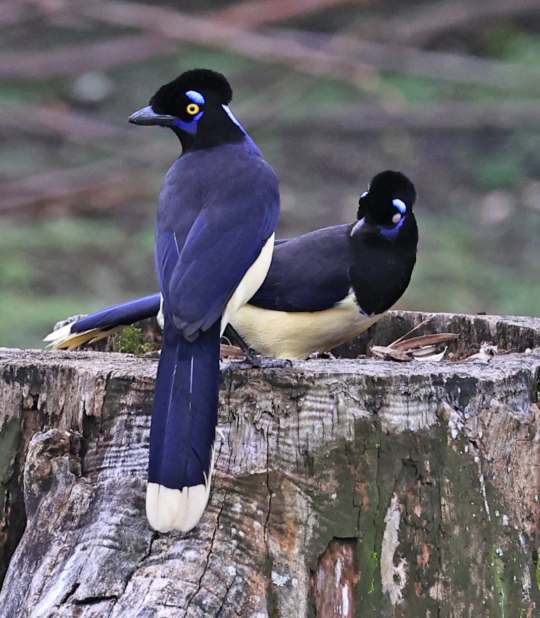Plush-crested Jay (Cyanocorax chrysops) El Palmar National Park, Entre Rios, Argentina (26).jpg