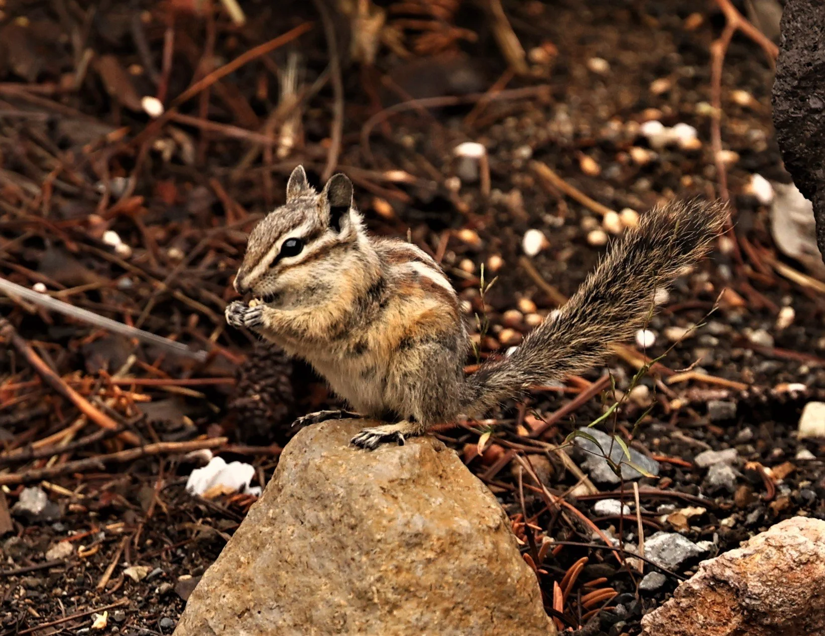 Neotamias speciosus - LODGEPOLL CHIPMUNK - MAMMOTH LAKES SIERRA NEVADA MOUNTAINS CALIFORNIA (36).jpg