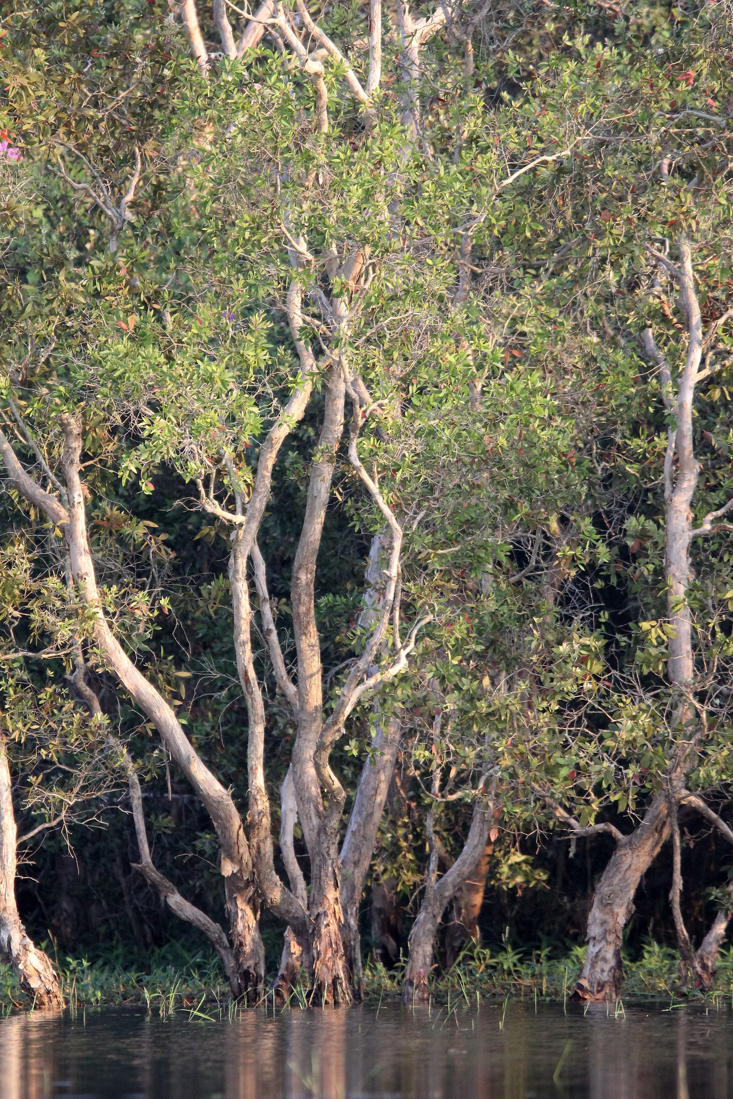2018 Thale Noi Bird Sanctuary Patthalung (37).JPG