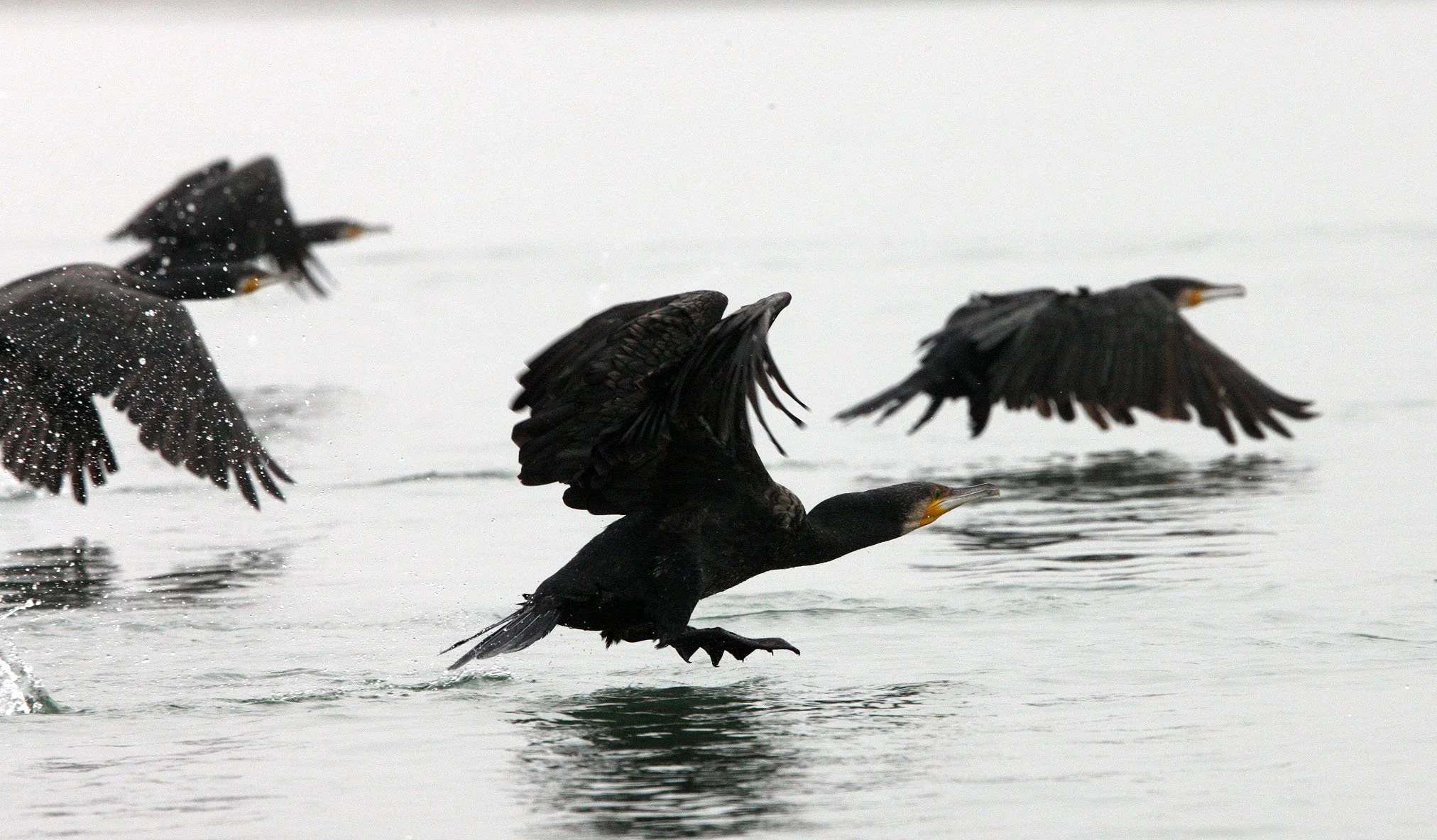 Phalacrocorax carbo - Great Cormorant - Chambal River India (8).JPG