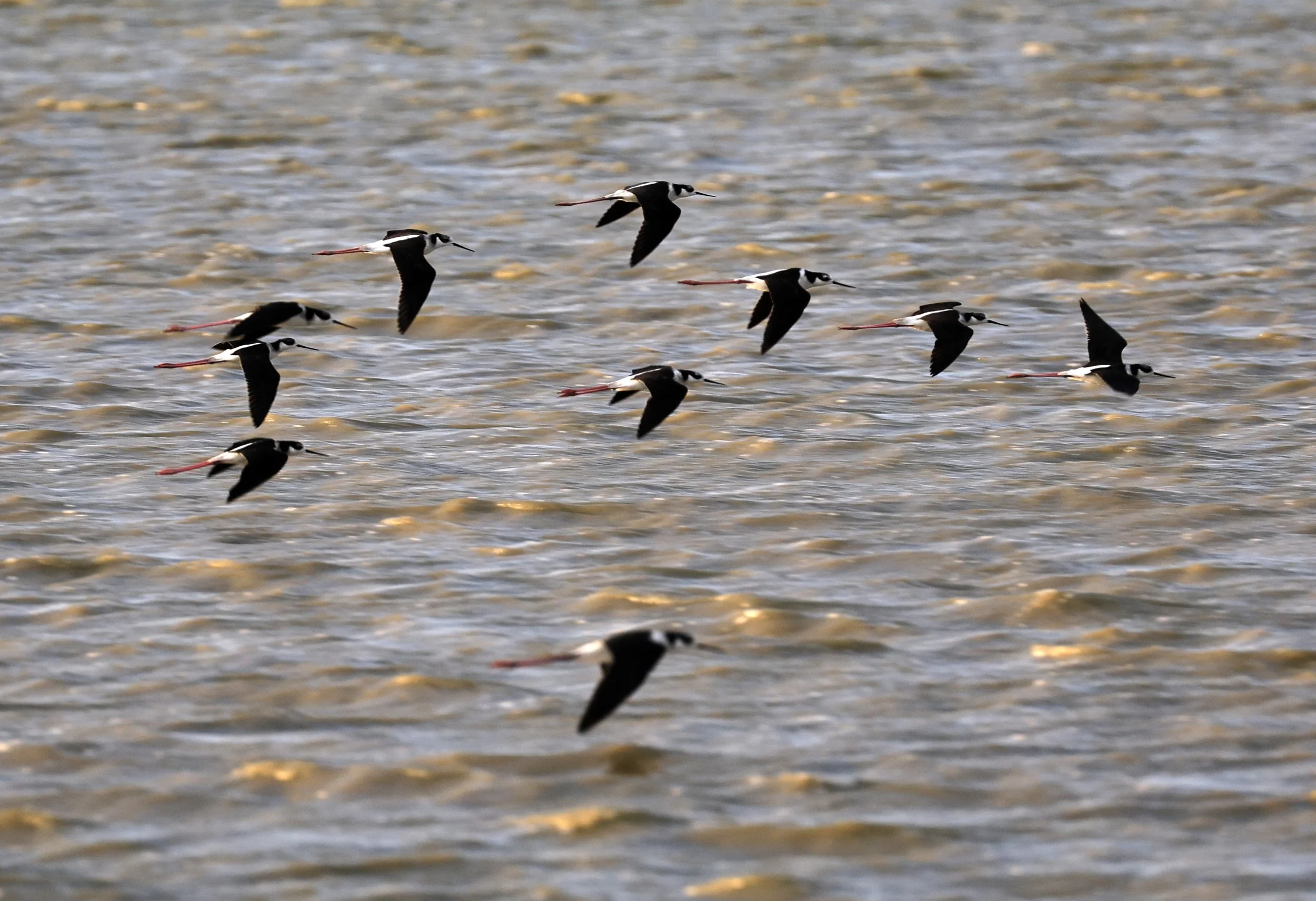 Black-necked Stilt (Himantopus mexicanus melanurus) Chaco Lodge & Laguna Salada Paraguay (13).jpg