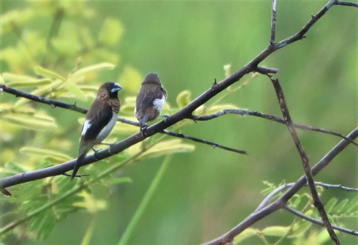 MUNIA - WHITE-RUMPED MUNIA - Lonchura striata - KABIN BURI PUBLIC WETLANDS NORTH OF TOWN  (3).jpg