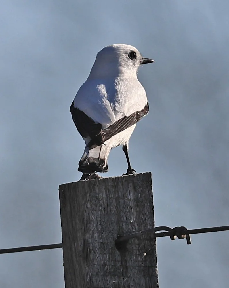 White Monjita (Xolmis irupero) Fortin Toledo Paraguay (11).jpg