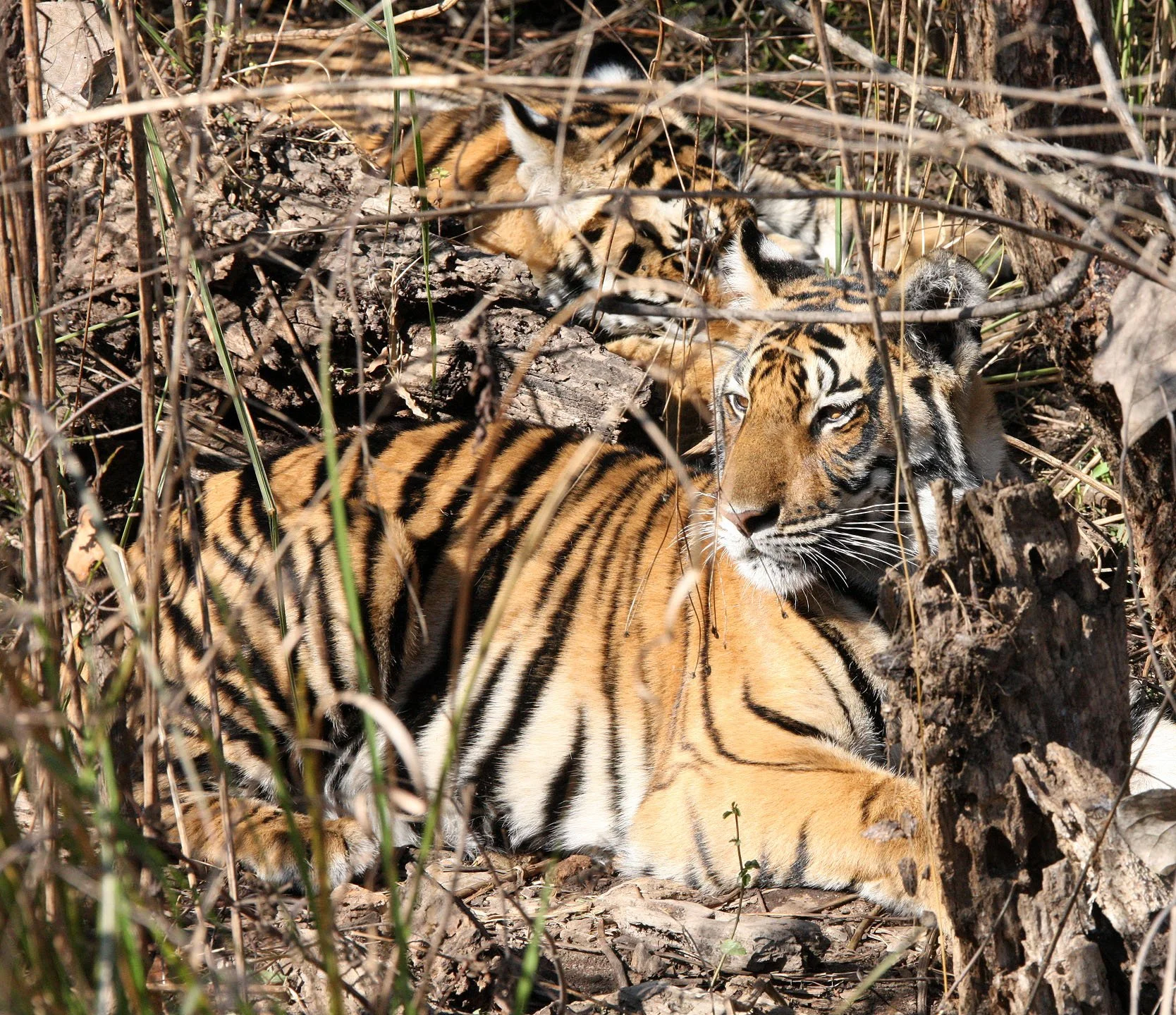 Panthera tigris tigris - BENGAL TIGER - CUBS IN KANHA - KANHA NATIONAL PARK MADHYA PRADESH INDIAA (52).JPG