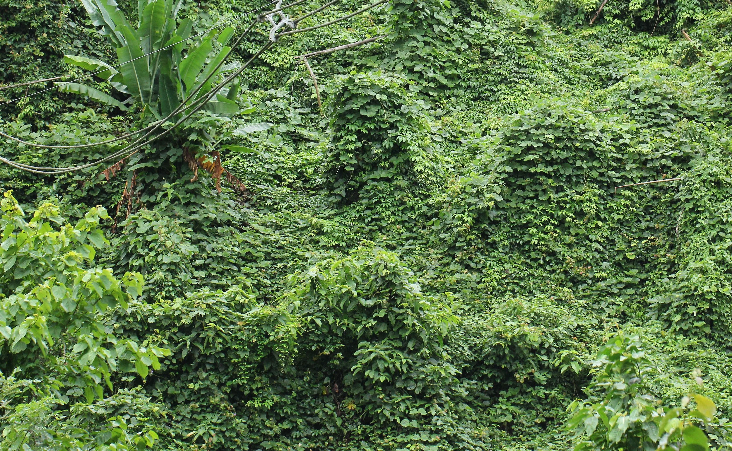 Invasive vines like Neonotonia wightii and or possibly  Kudzu (Pueraria montana) are strangling significant sections of perimeter of the Eastern Forest Complex.  
