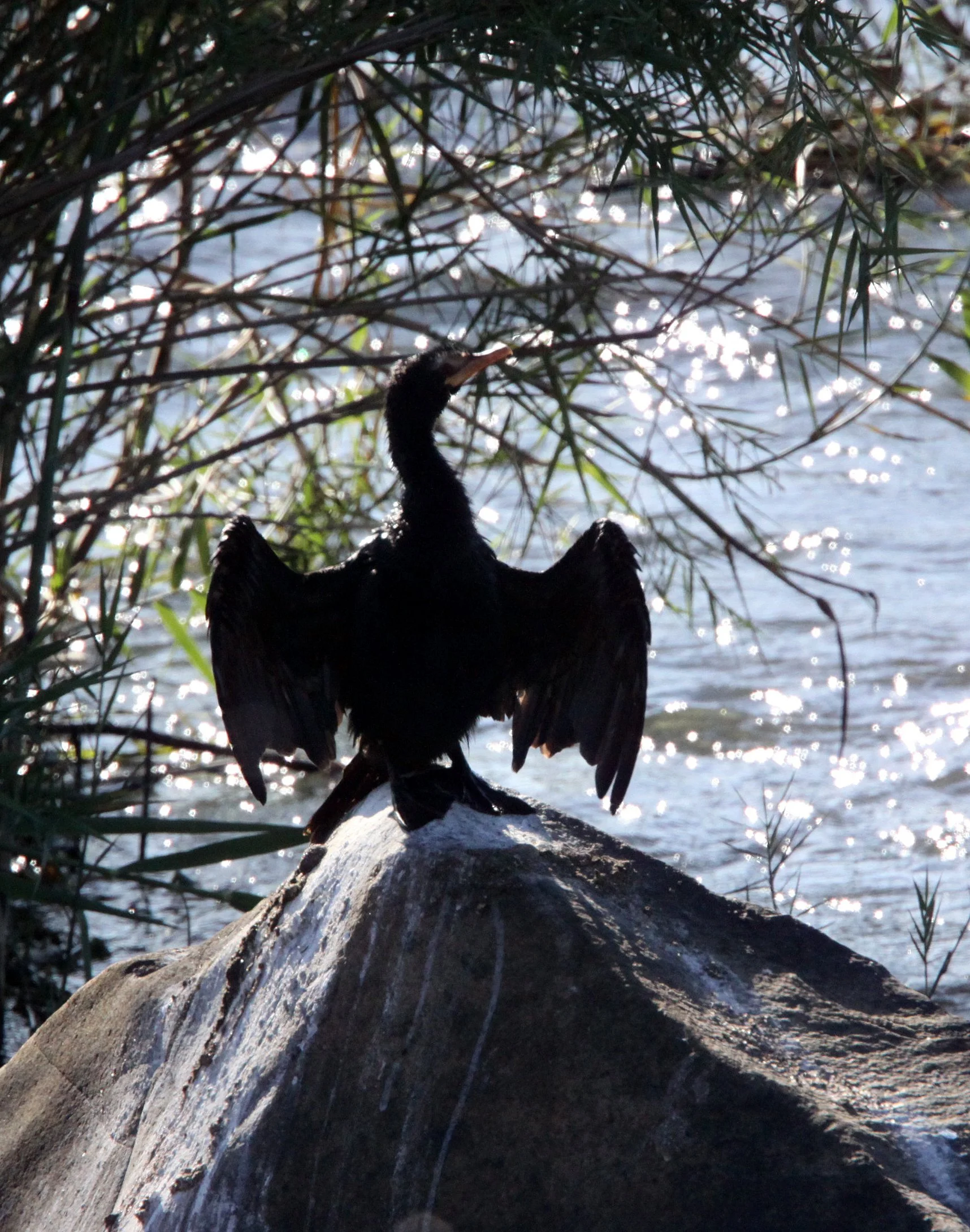  Microcarbo africanus - Reed Cormorant - Kruger National Park South Africa (5).JPG