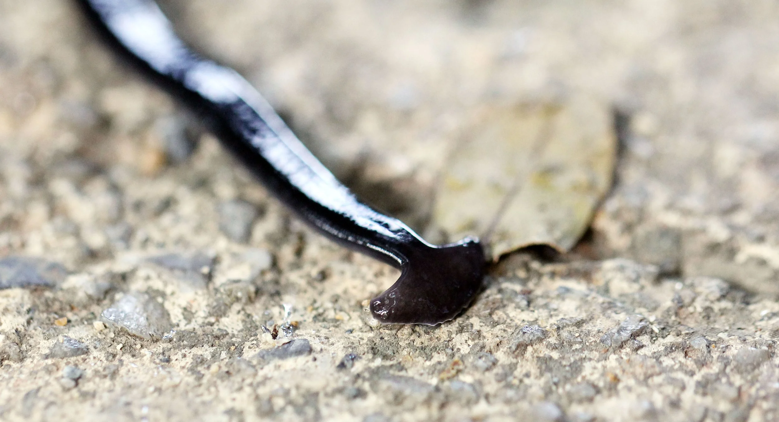 2015 Koh Lanta October Break Trip  (129).JPG