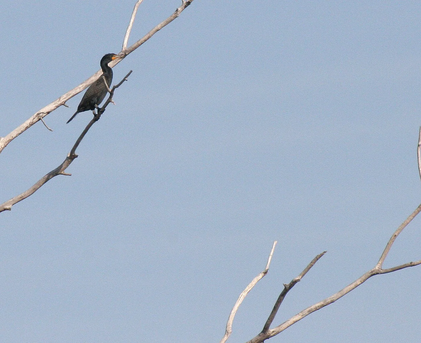 Nannopterum auritum - Double-crested Cormorant - West Chicago Swamp, Illinois (3).JPG