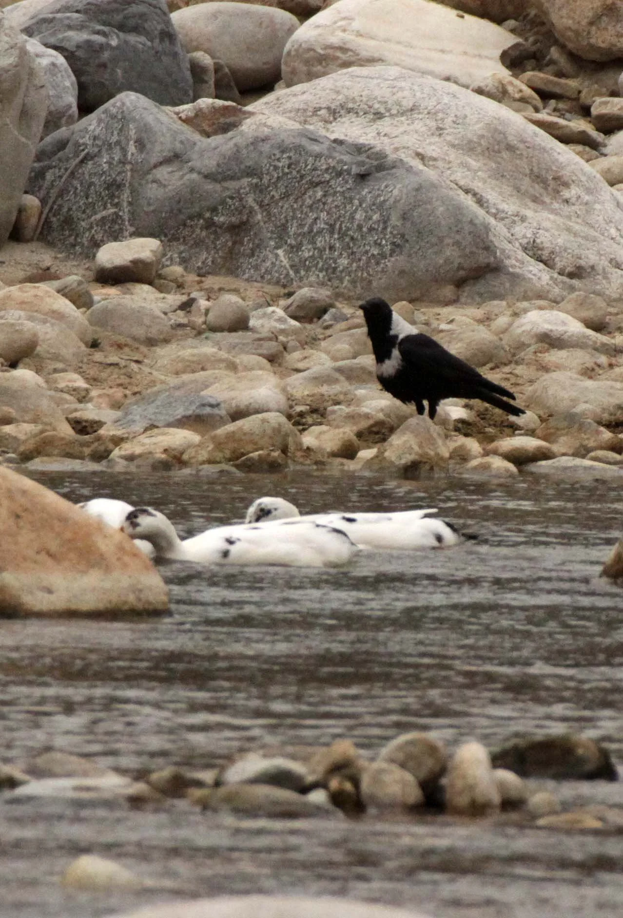 BIRD - IBISBILL - FOPING NATURE RESERVE SHAANXI PROVINCE CHINA (38).JPG