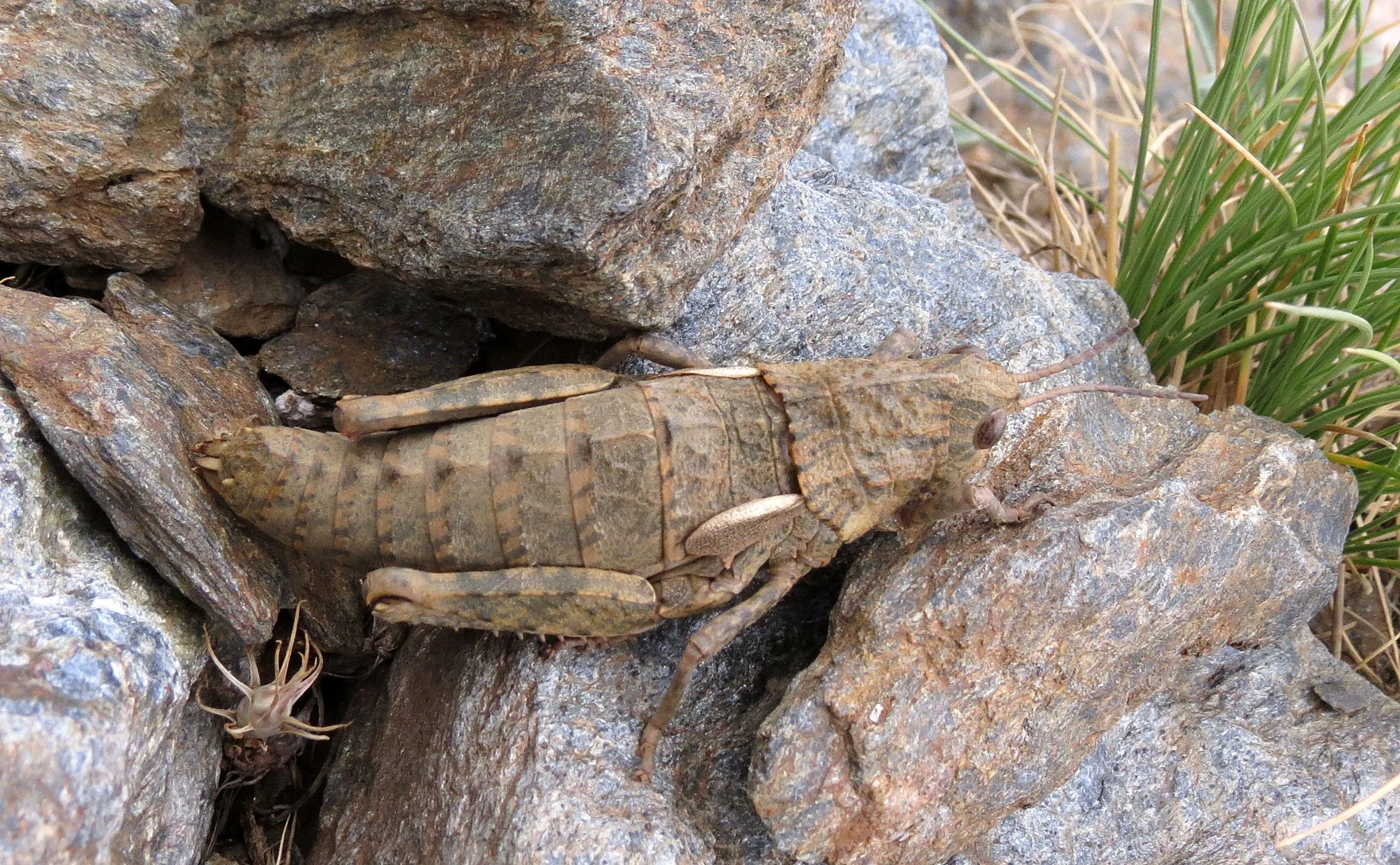 Euryparyphes terrulentus - Sierra Nevada National Park, Grenada Spain 