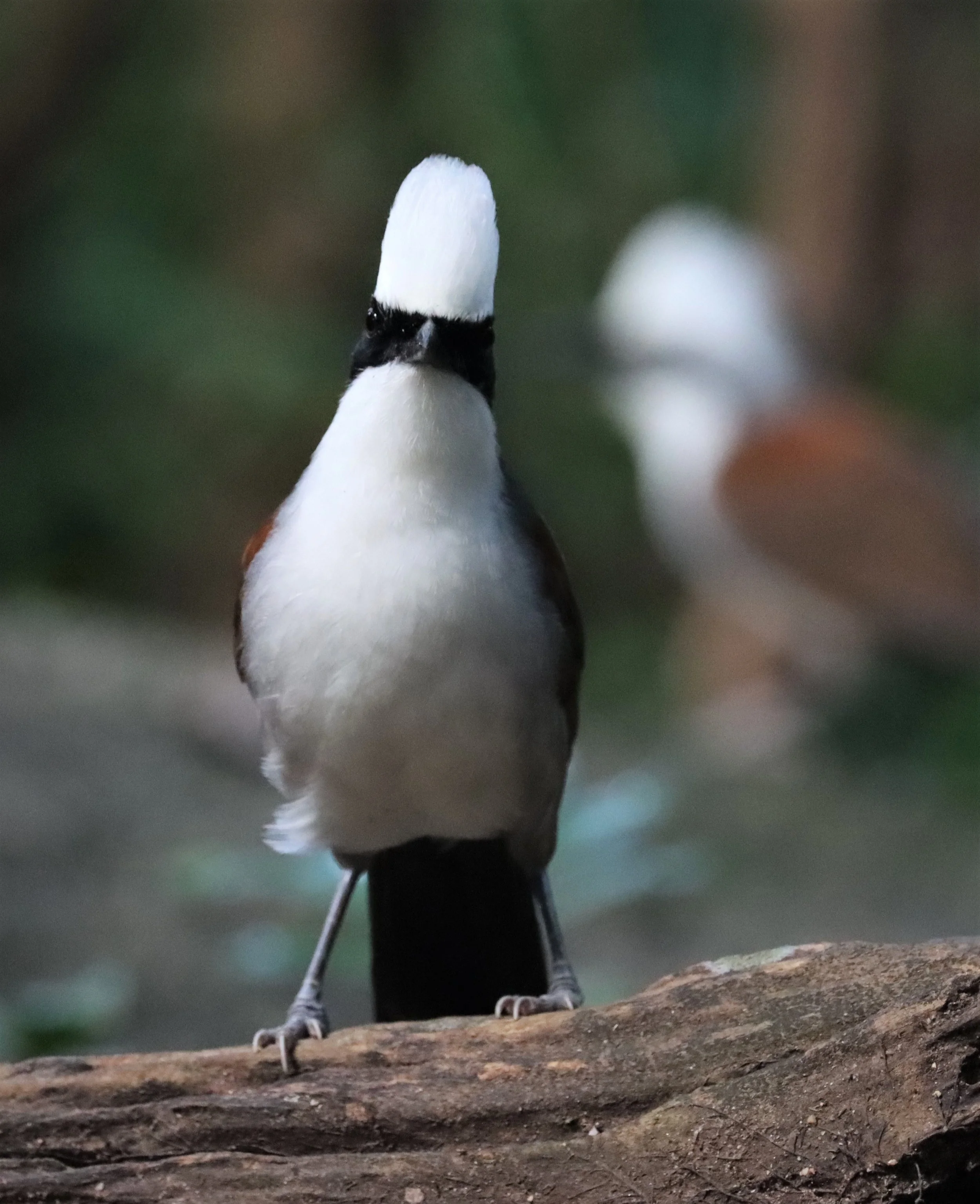 LAUGHINGTHRUSH - WHITE-CRESTED LAUGHINGTHRUSH - Garrulax leucolophus - WAT THAM PRATHUN CHONBURI (72).jpg