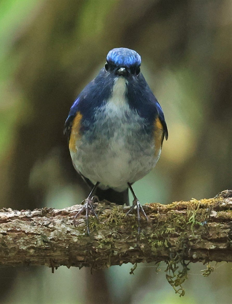 BLUETAIL - HIMALAYAN BLUETAIL - Tarsiger rufilatus - DOI PHA HOM POK NP DOI LANG EAST FEB 2022 (41).jpg