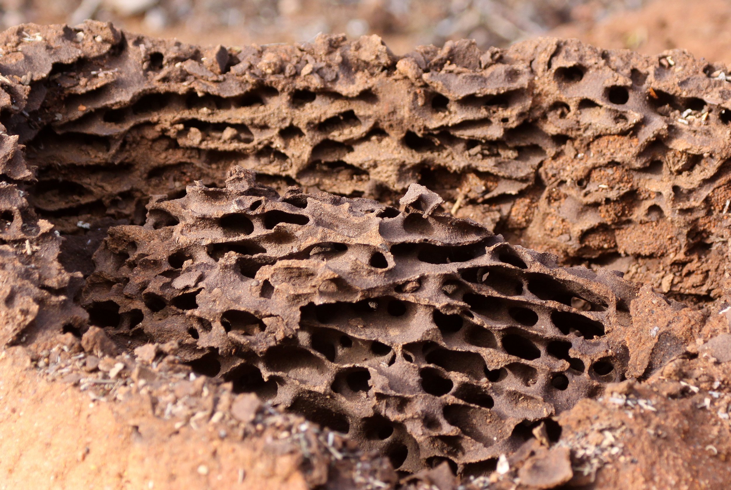 Isoptera - Termite Mount Cut-away - Andohahela, Madagascar