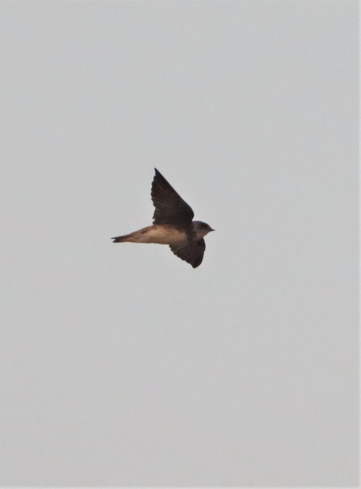 Barn Swallow (Hirundo rustica) Lat Krabang Thailand (1).jpg