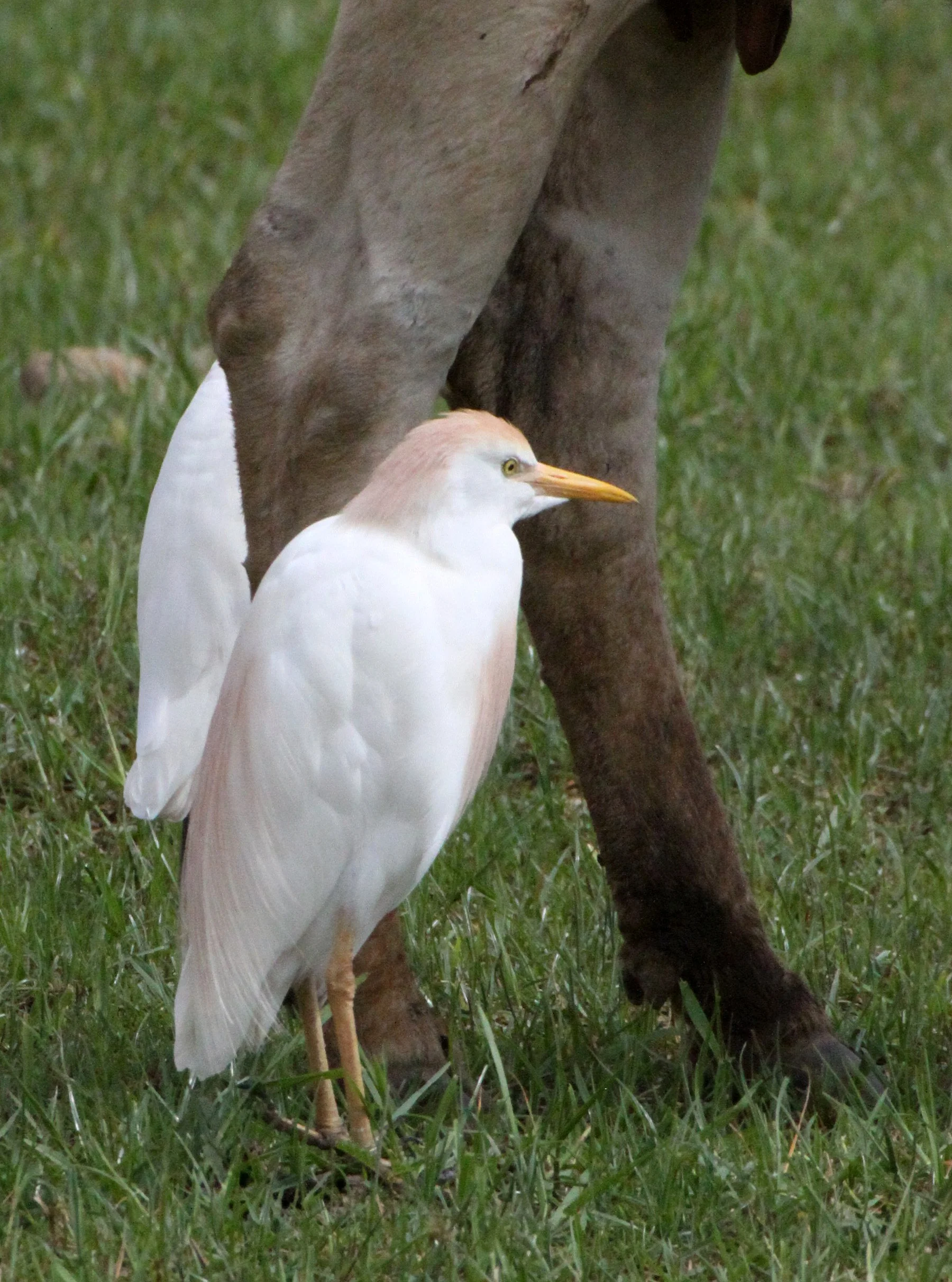 EGRET - CATTLE EGRET (EASTERN) - Bubulcus coromandus - LANGANO LAKE ETHIOPIA (14).JPG