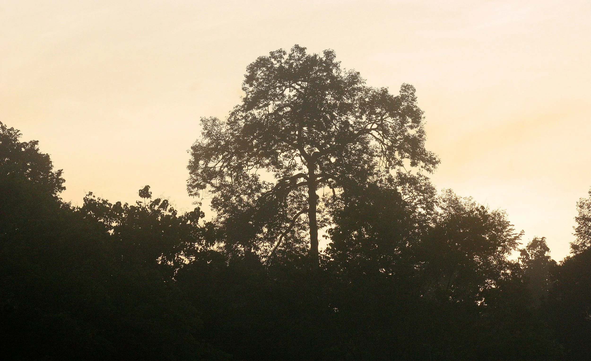 KINABATANGAN RIVER BORNEO - SUNSET (7).JPG