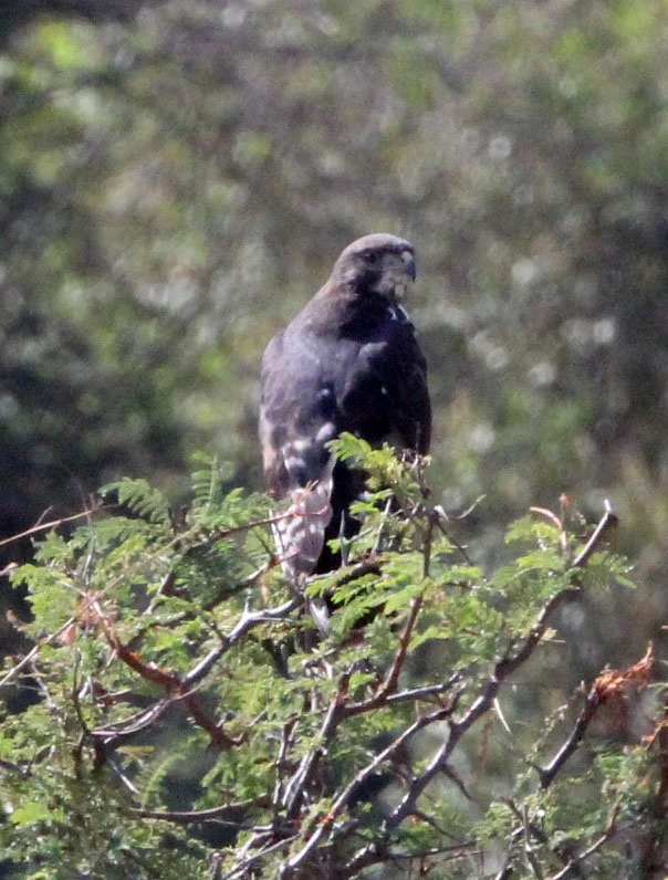 Aquila spilogaster - AFRICAN HAWK-EAGLE - MASAI MARA NATIONAL PARK KENYA (6).JPG