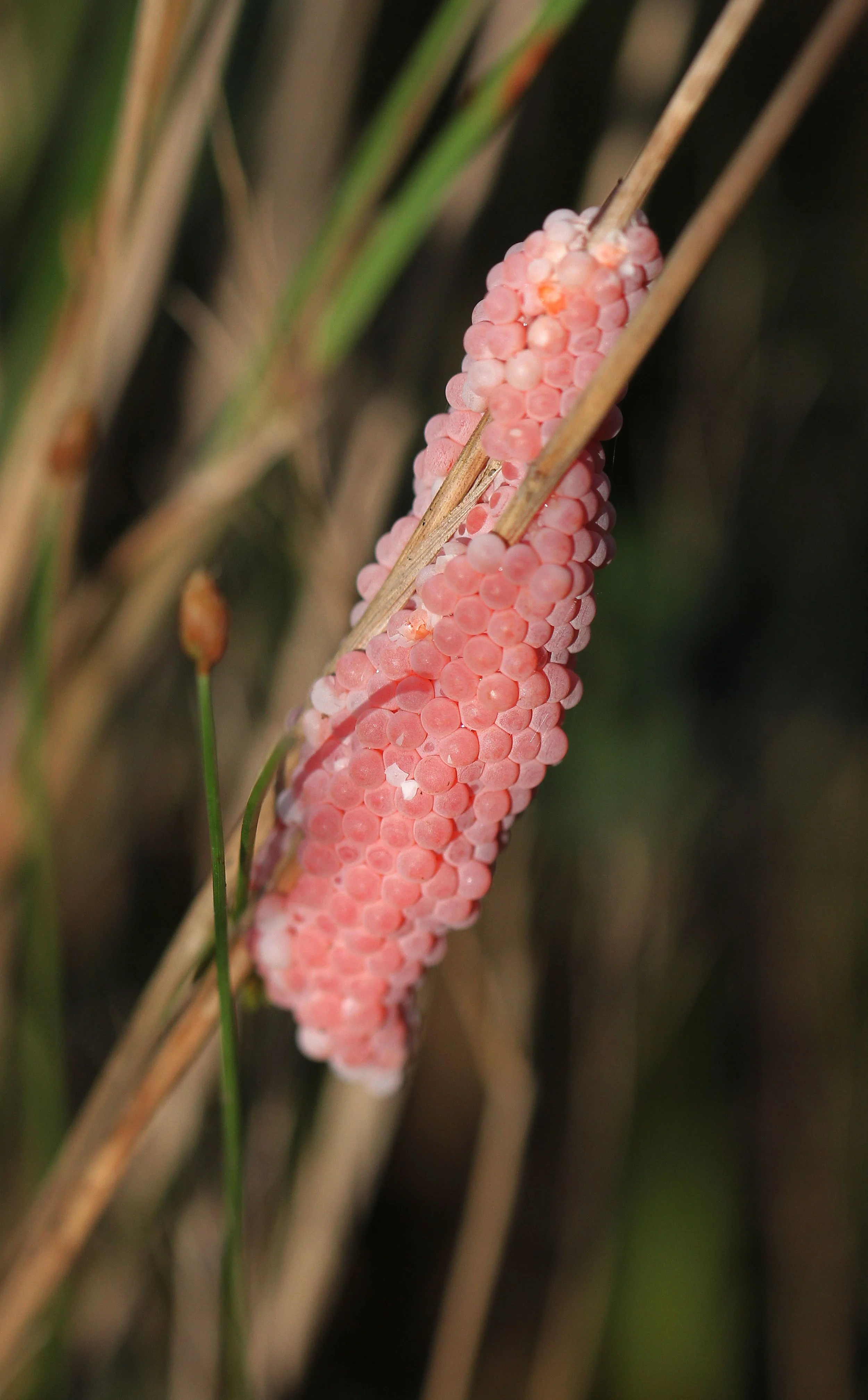 2015 Koh Lanta October Break Trip  (64).JPG