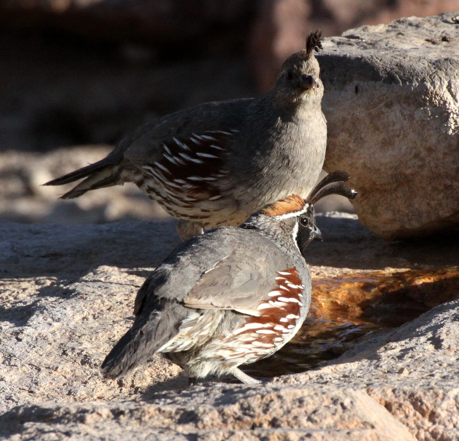 BIRD - QUAIL - GAMBEL'S QUAIL - FRANKLIN MOUNTAINS STATE PARK TEXAS (17).JPG