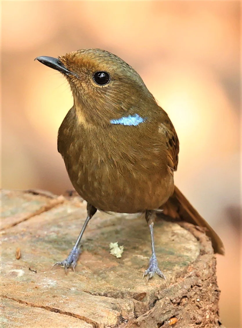 NILTAVA - LARGE NILTAVA - Niltava grandis - DOI DOI ANG KHANG CHIANG MAI FEB 2022 (62).jpg