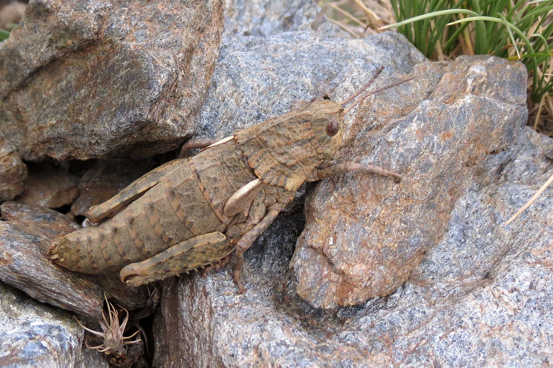 Euryparyphes terrulentus - Sierra Nevada National Park, Grenada Spain (3).JPG